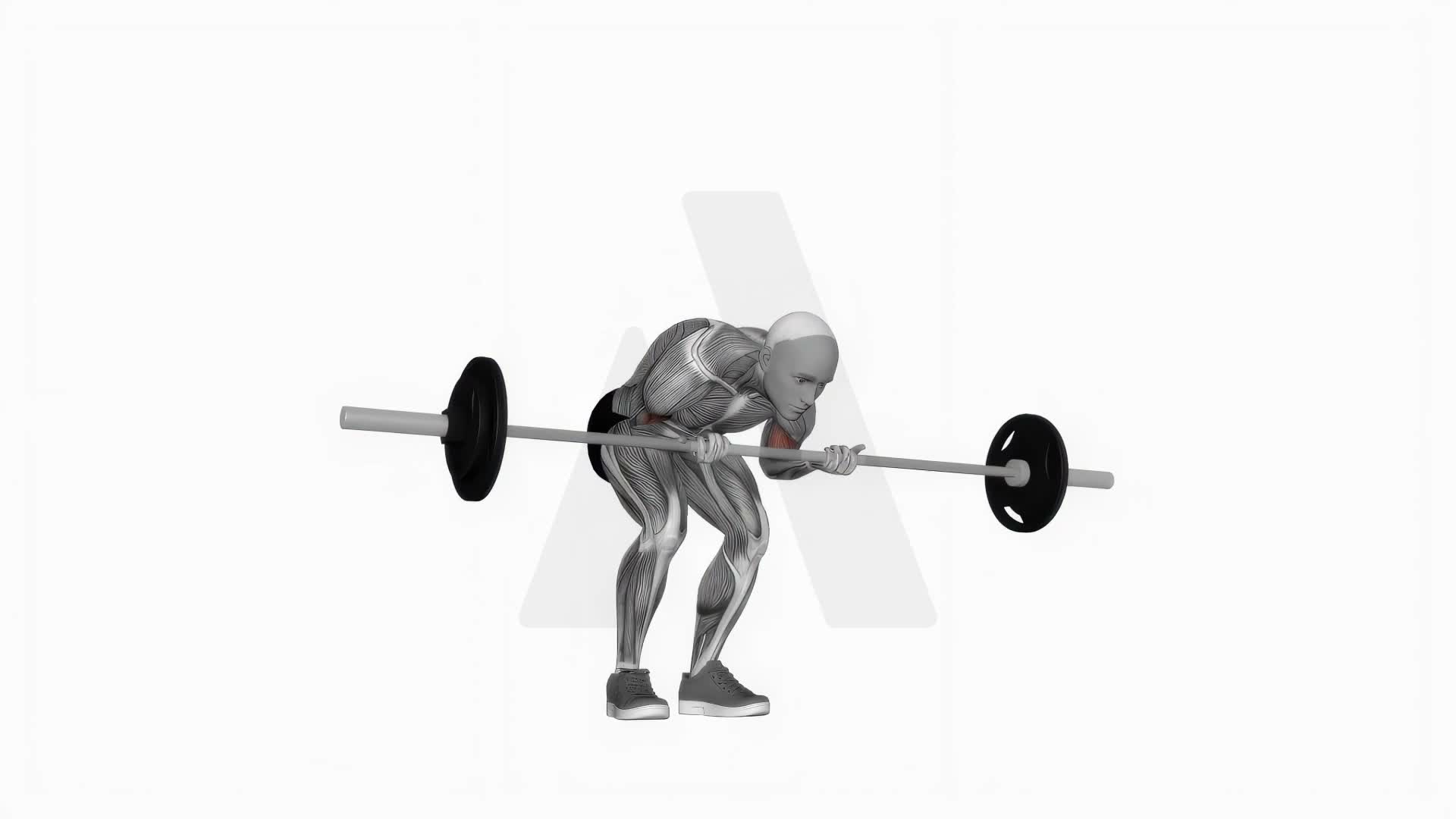 Barbell Standing Concentration Curl exercise demonstration