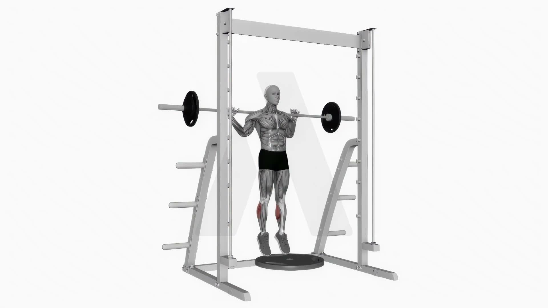 Barbell Standing Leg Calf Raise exercise demonstration