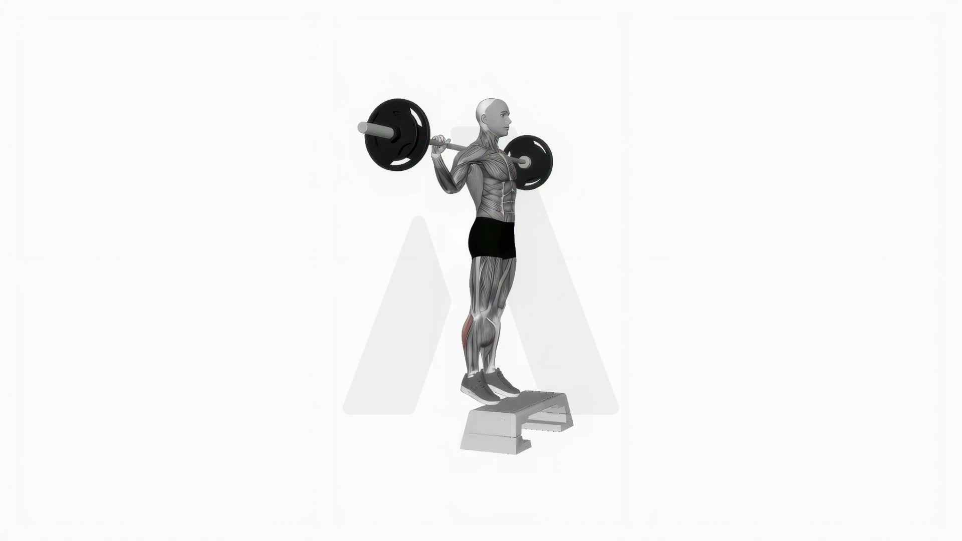 Barbell Standing Leg Calf Raises exercise demonstration
