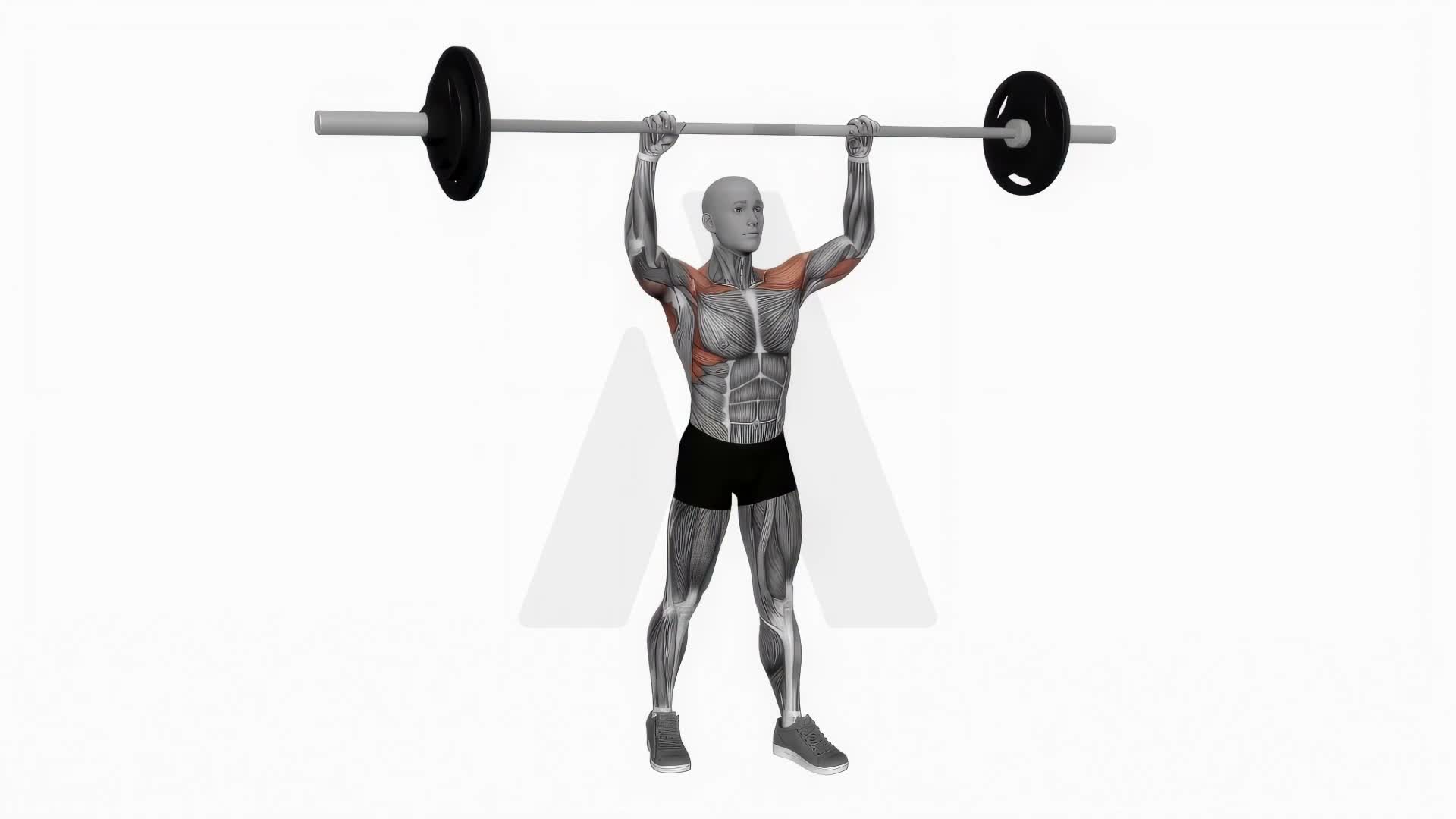 Barbell Standing Military Press exercise demonstration
