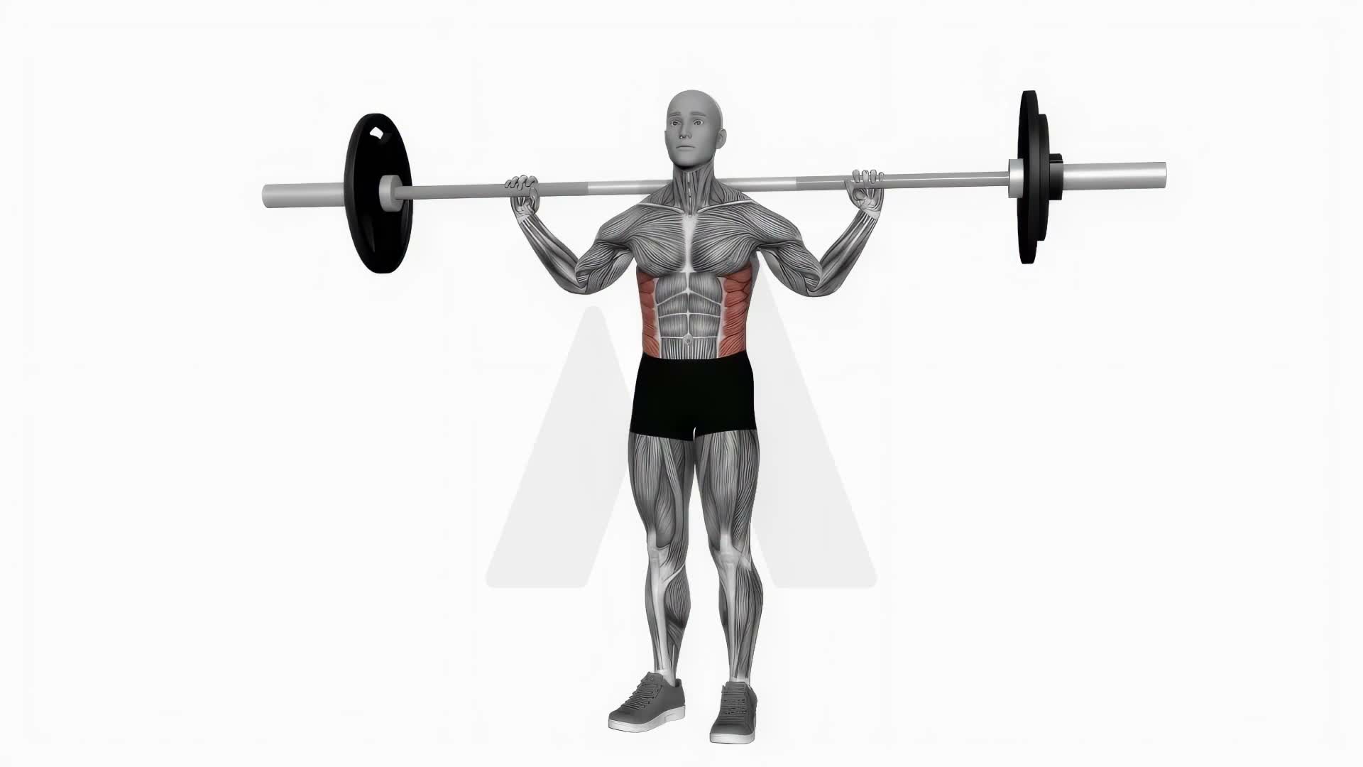Barbell Standing Twist exercise demonstration