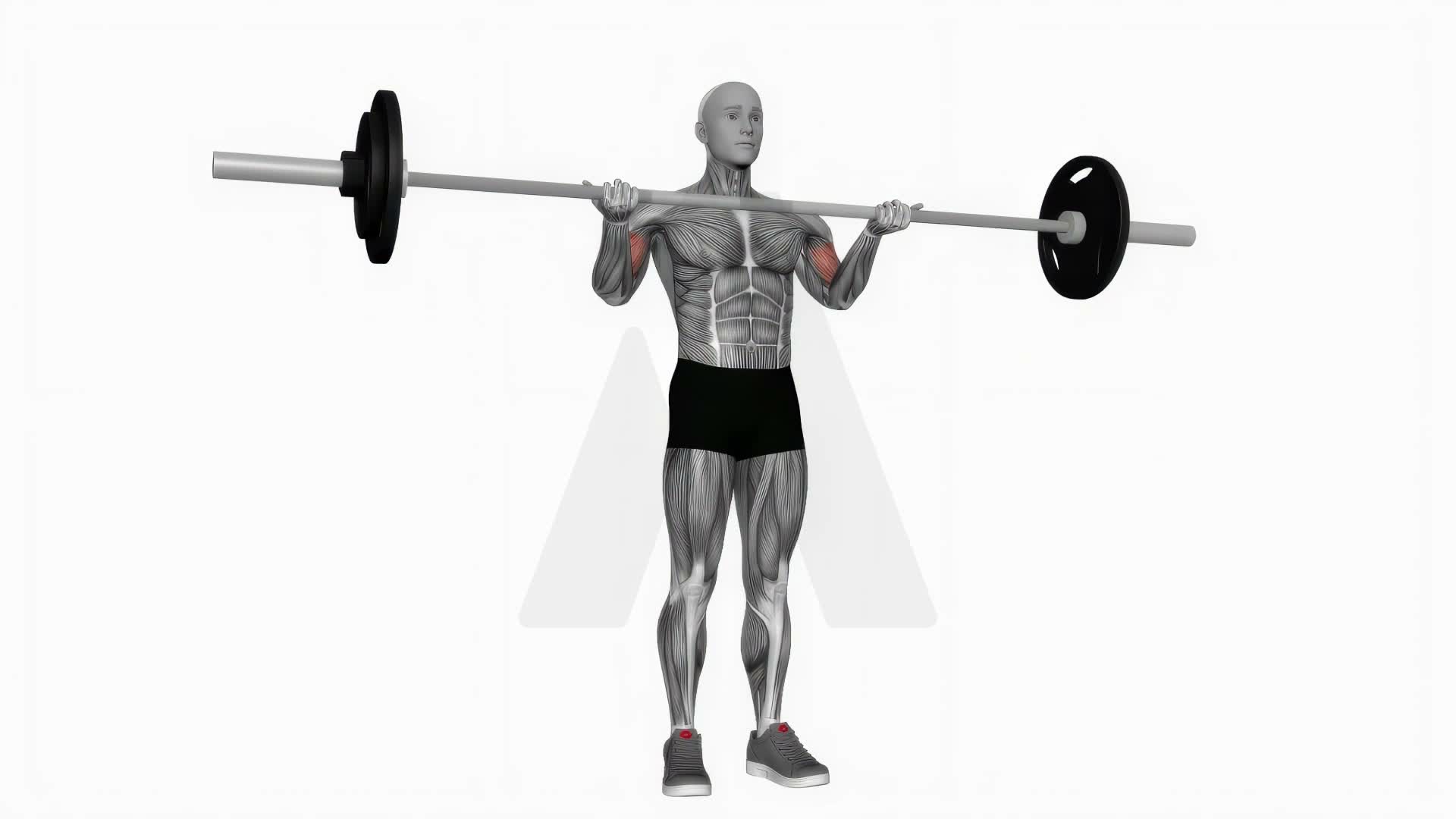 Barbell Standing Wide Grip Biceps Curls exercise demonstration