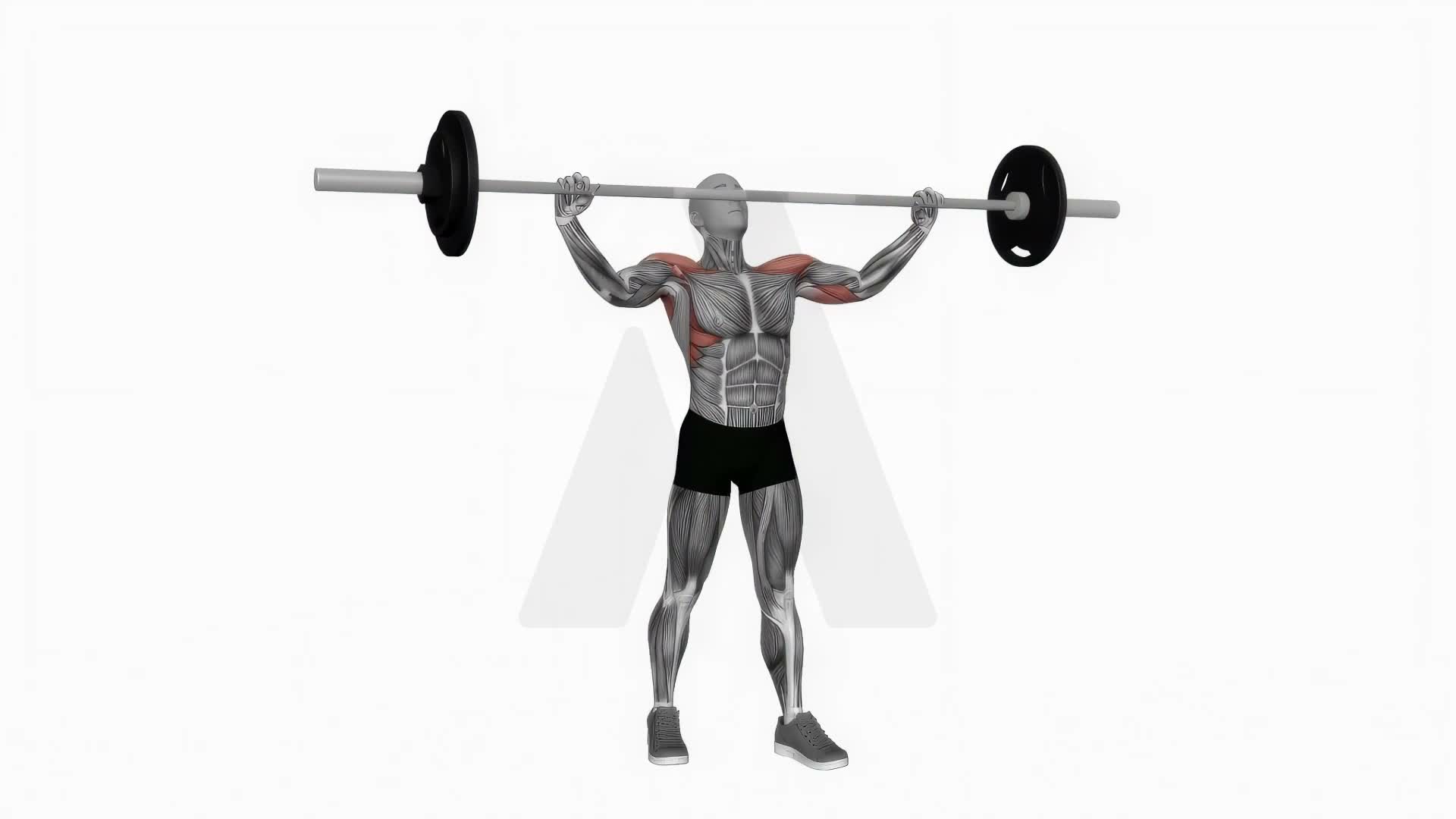 Barbell Standing Wide Grip Military Press exercise demonstration