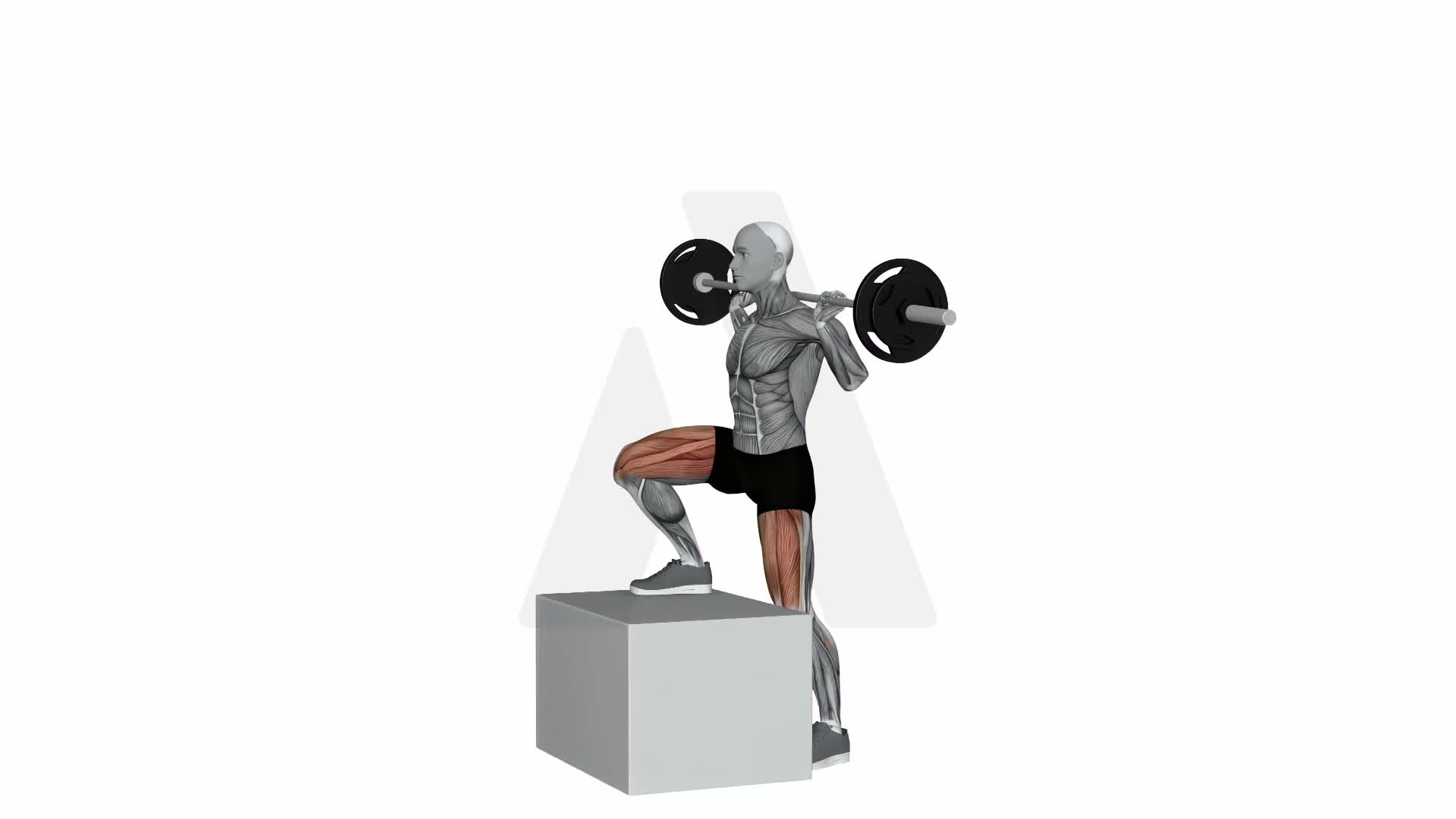 Barbell Step Up Balance On Box exercise demonstration