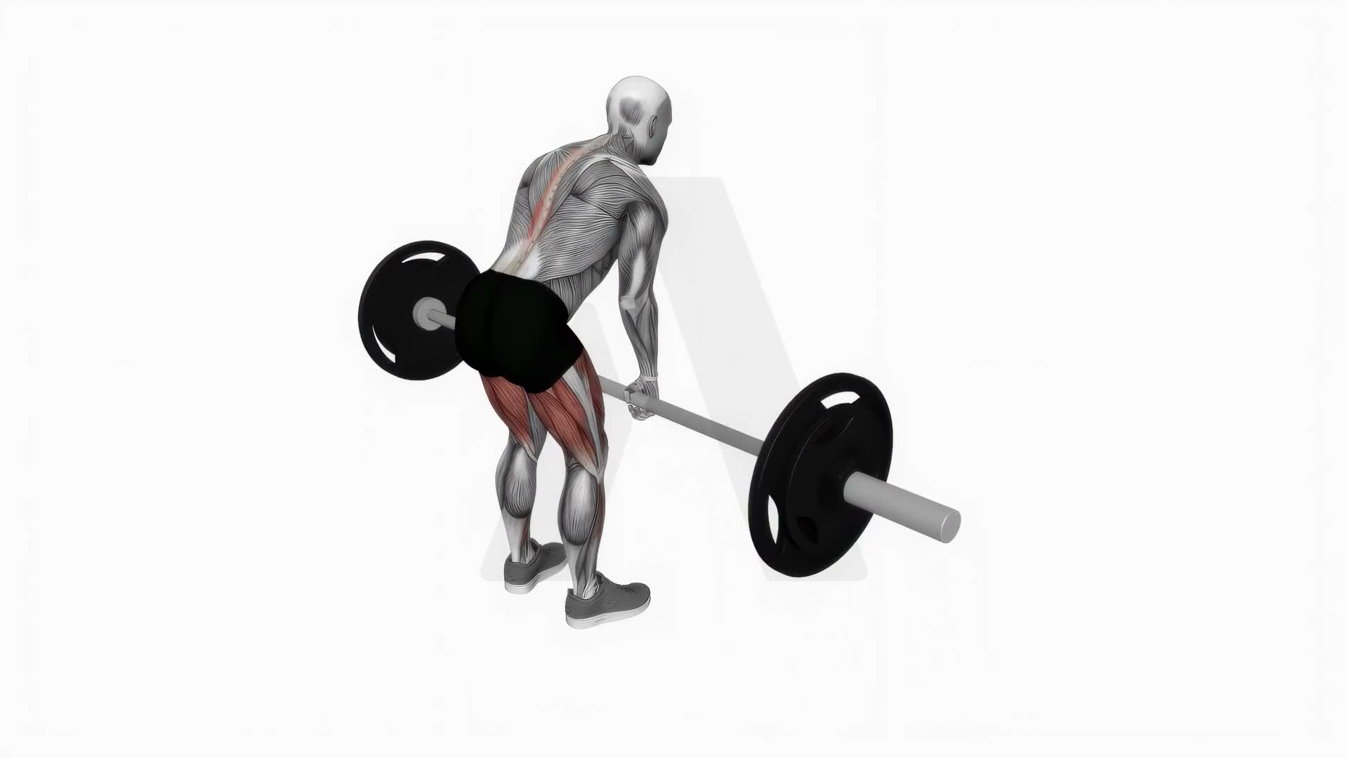 Barbell Stiff Leg Deadlift exercise demonstration
