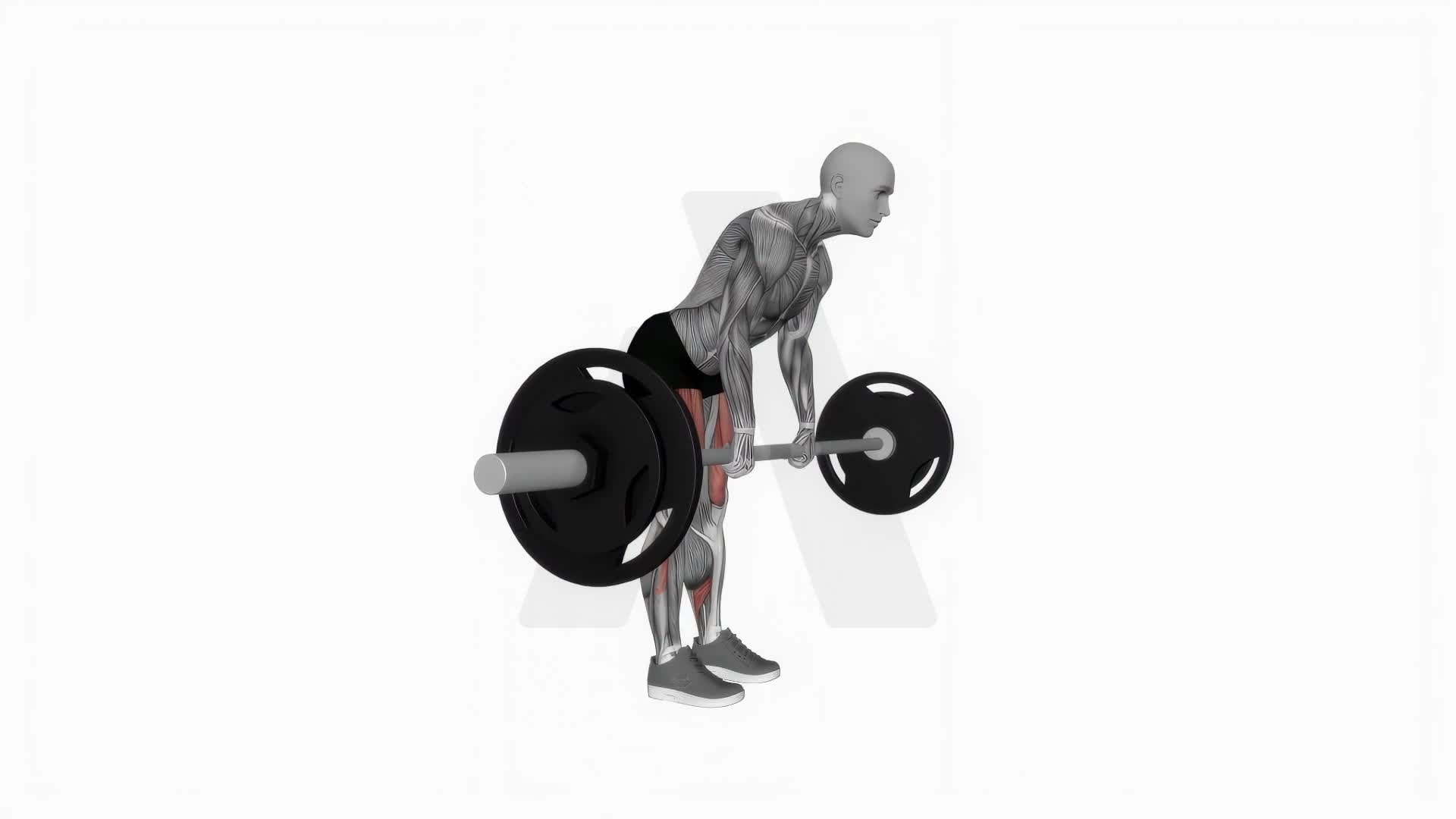 Barbell Straight Leg Deadlift exercise demonstration