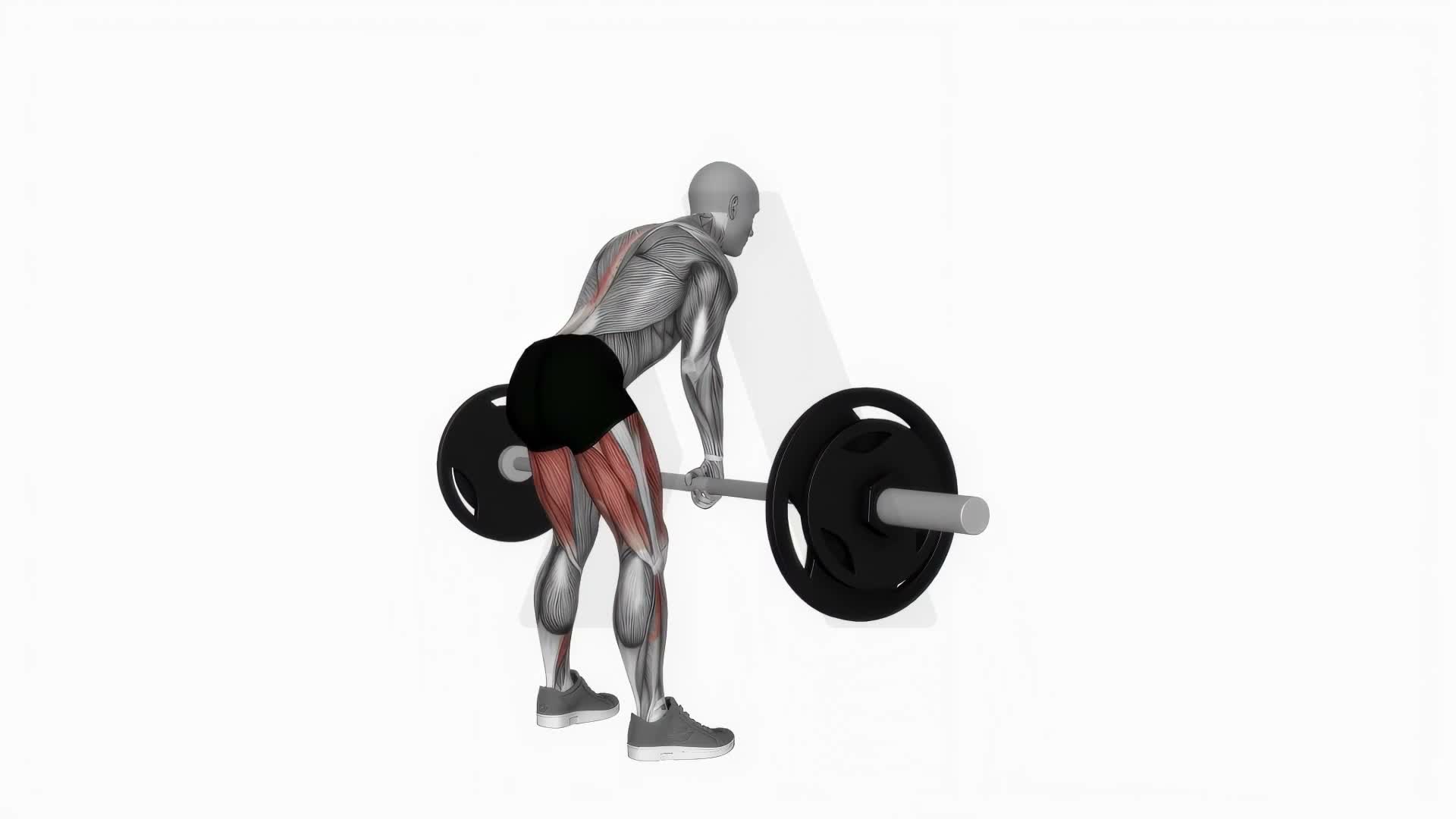 Barbell Sumo Romanian Deadlift exercise demonstration