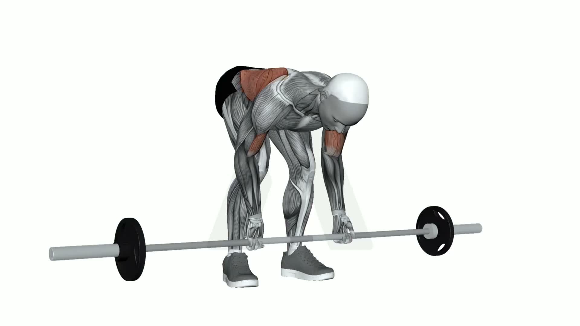 Barbell Supinated Pendlay Row exercise demonstration