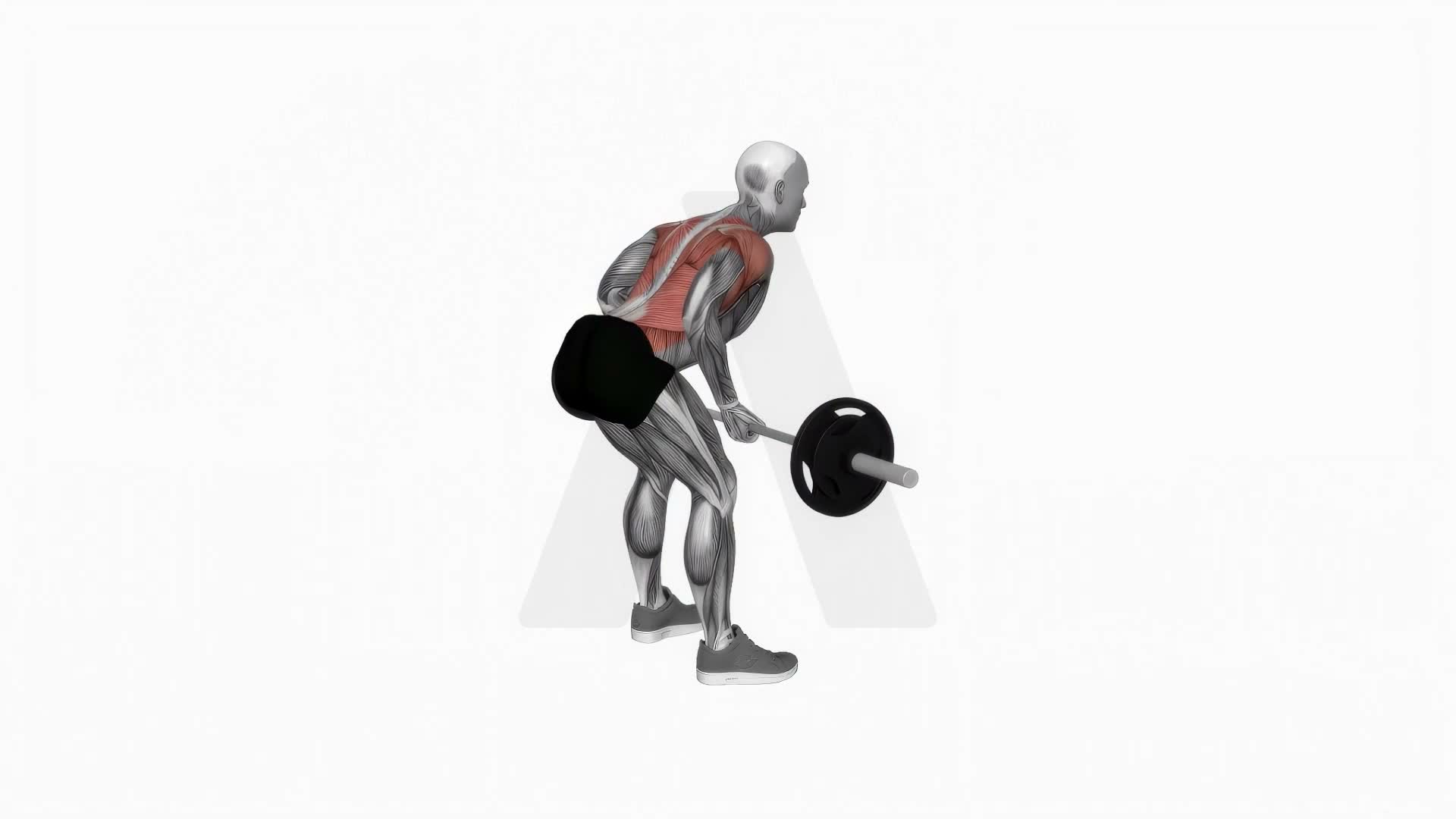 Barbell Underhand Bent Over Row exercise demonstration