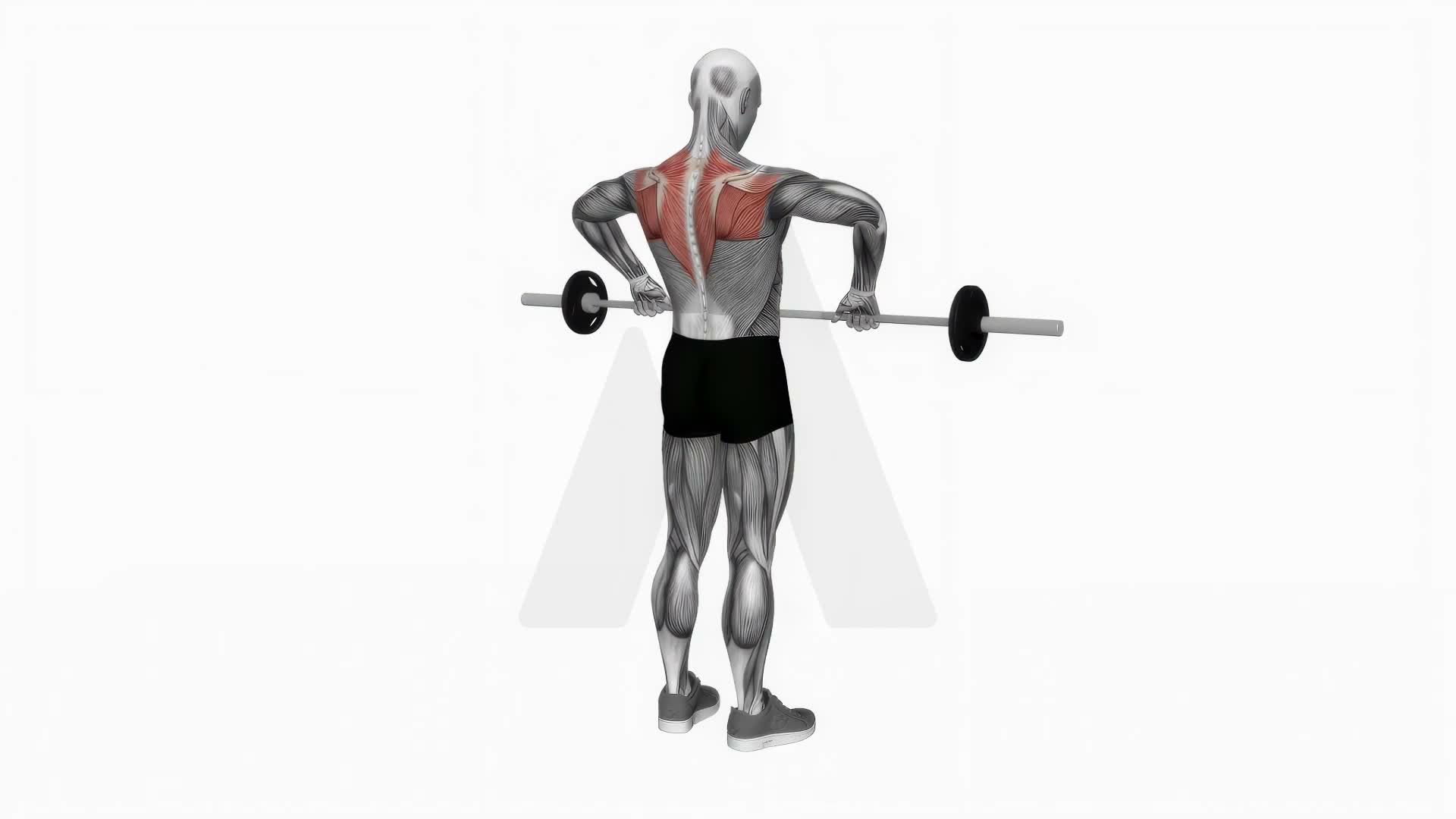 Barbell Upright Row exercise demonstration