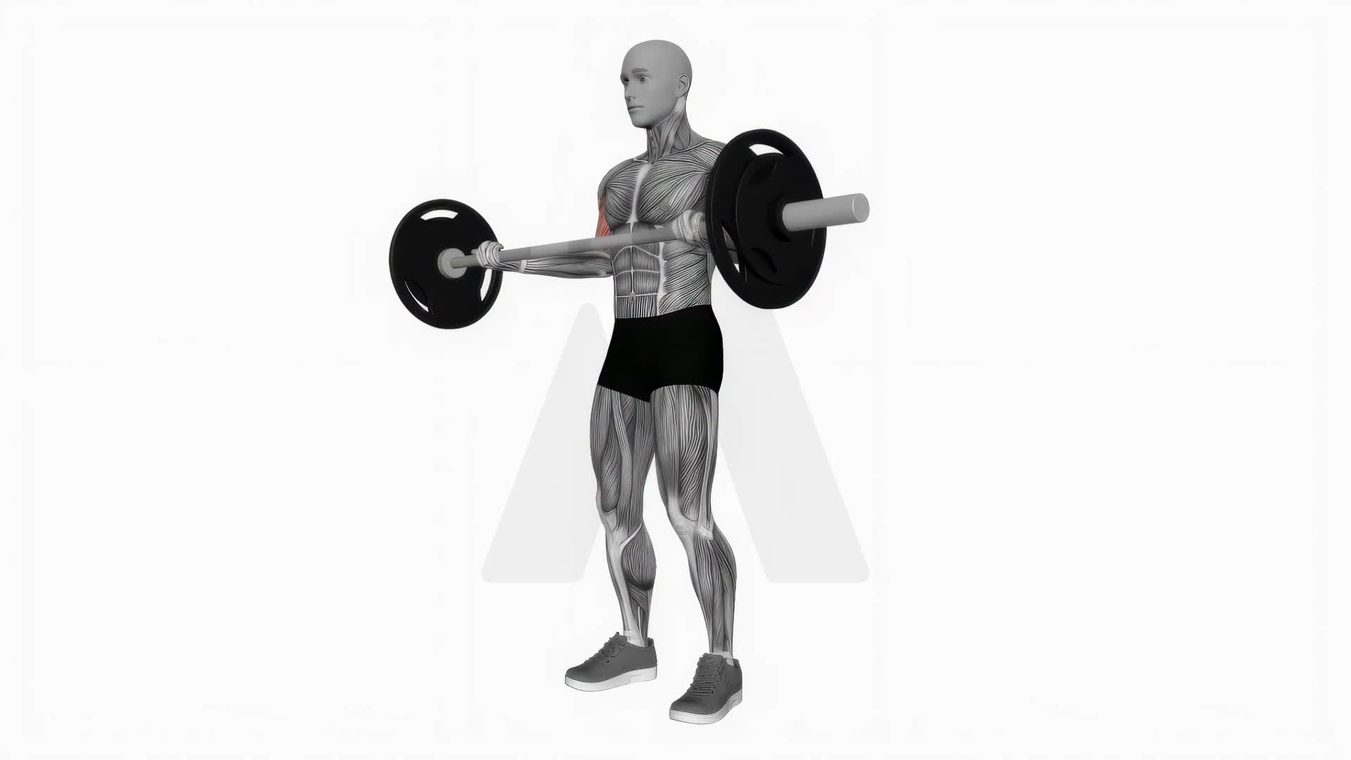 Barbell Wide Grip Biceps Curl exercise demonstration