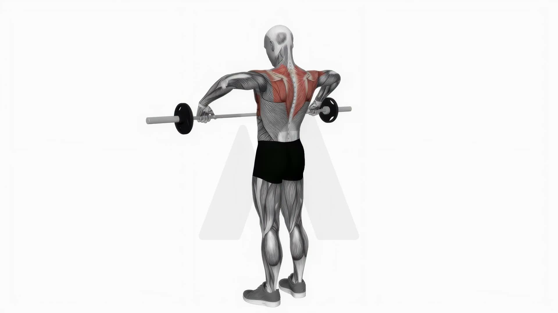 Barbell Wide Grip Upright Row exercise demonstration