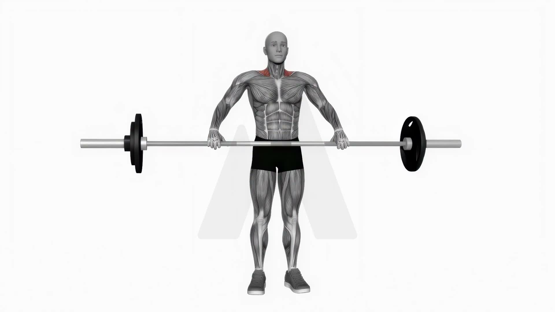 Barbell Wide Shrug exercise demonstration