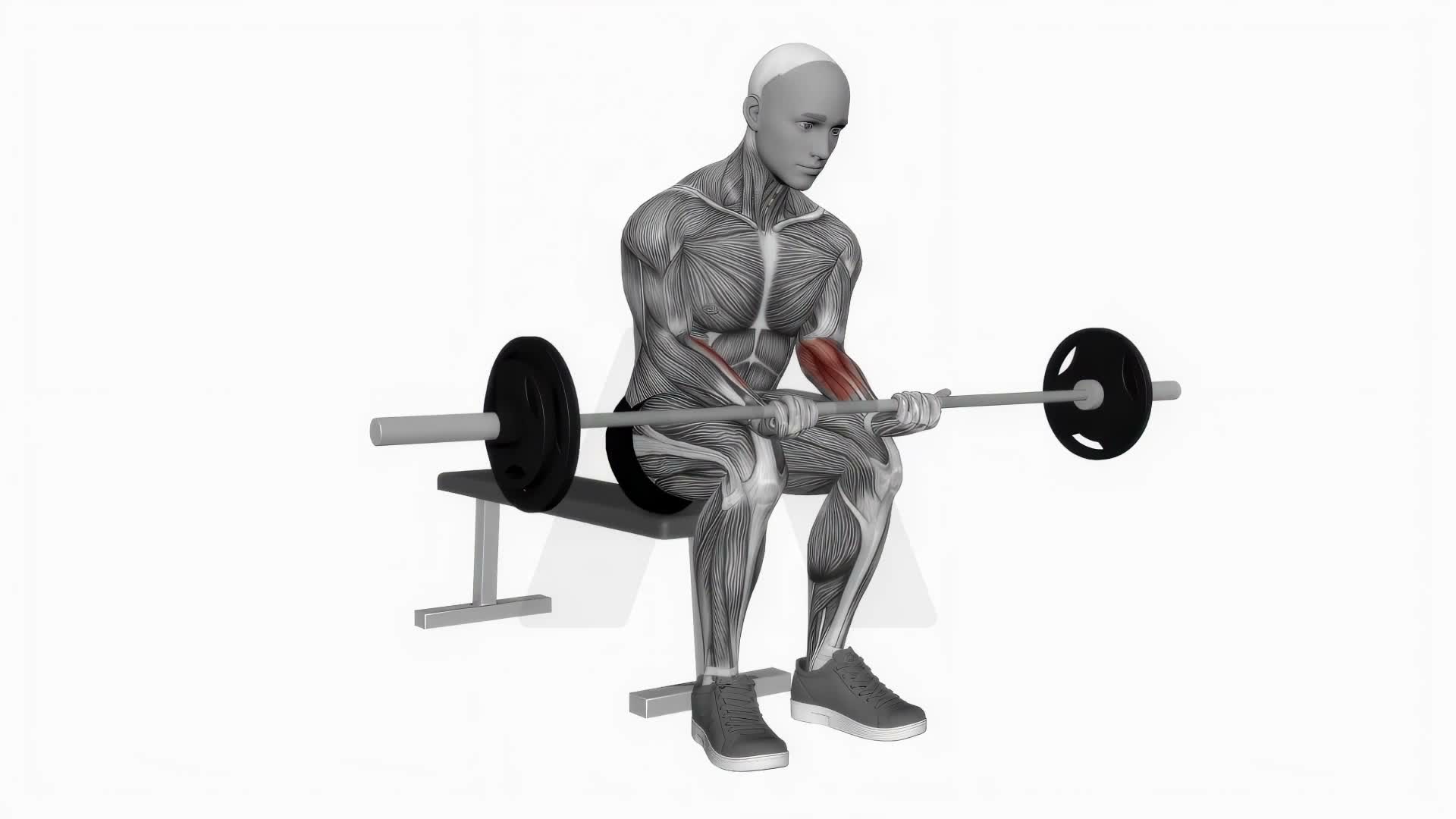 Barbell Wrist Curl On Knees exercise demonstration