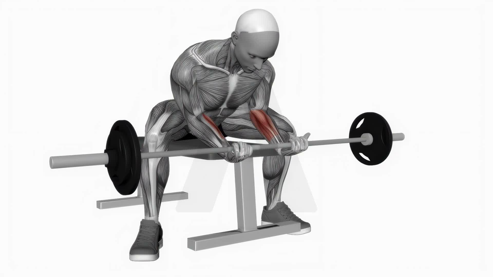 Barbell Wrist Curl Wide Legs exercise demonstration