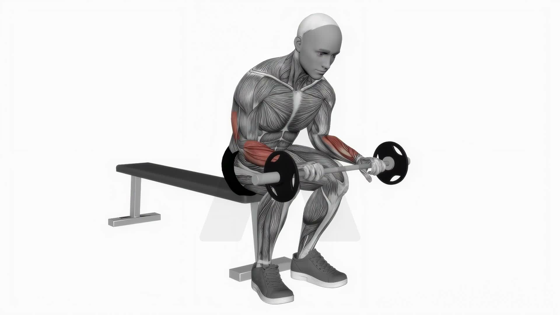 Barbell Wrist Extension On Knees exercise demonstration