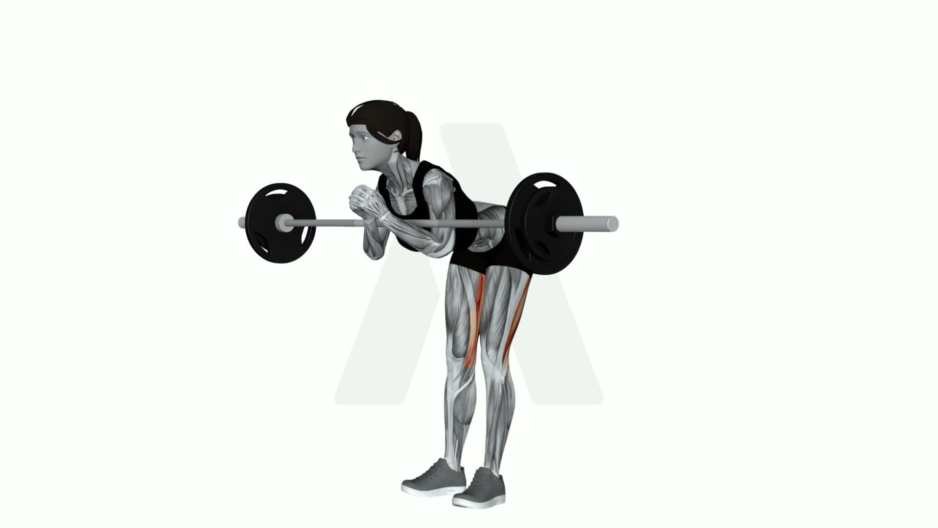 Barbell Zercher Good Morning exercise demonstration