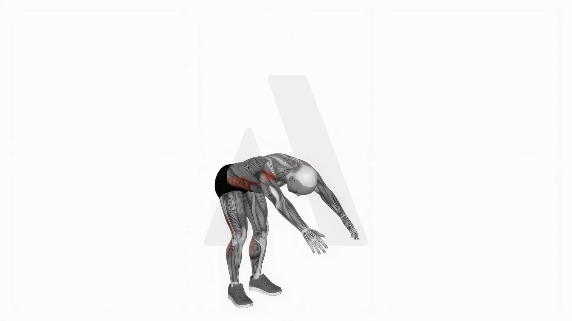 Basic Toe Touch exercise demonstration