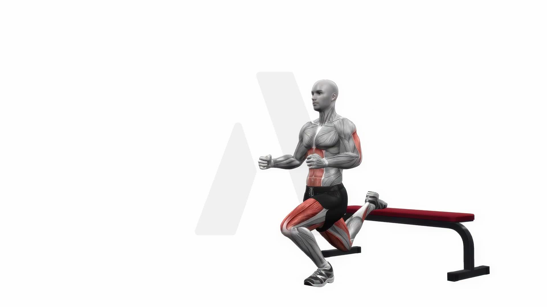 Bench Bulgarian Split Squats Left exercise demonstration