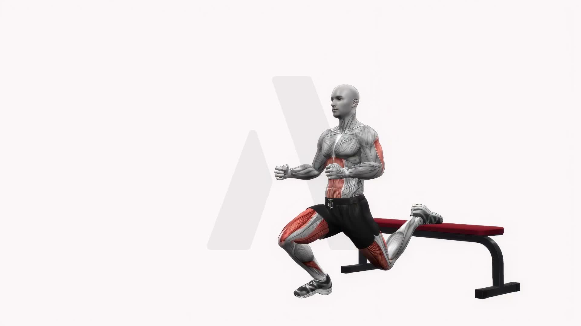 Bench Bulgarian Split Squats Right exercise demonstration