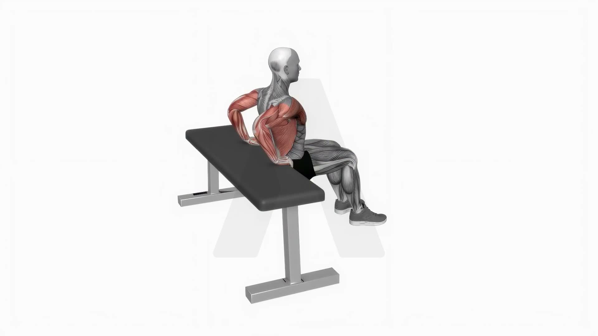 Bench Dip exercise demonstration