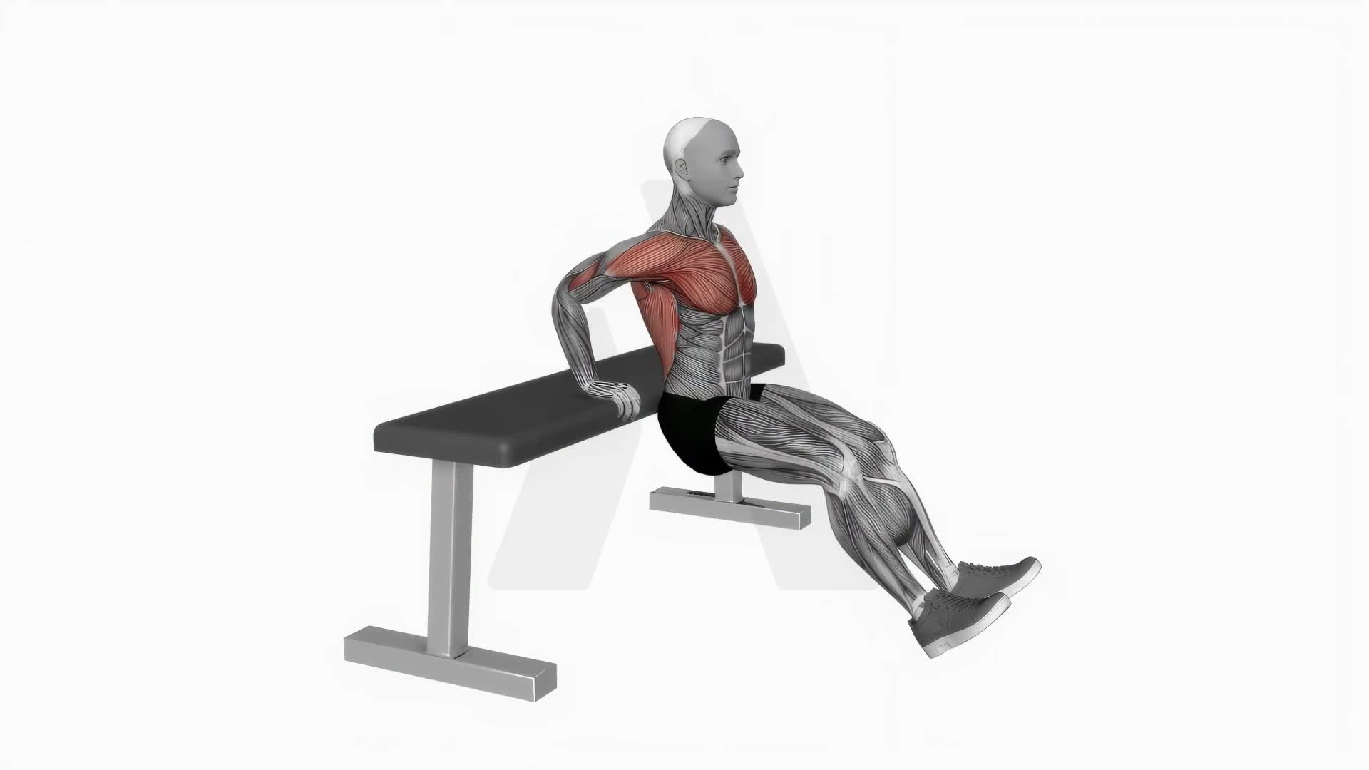 Bench Dip On Floor exercise demonstration