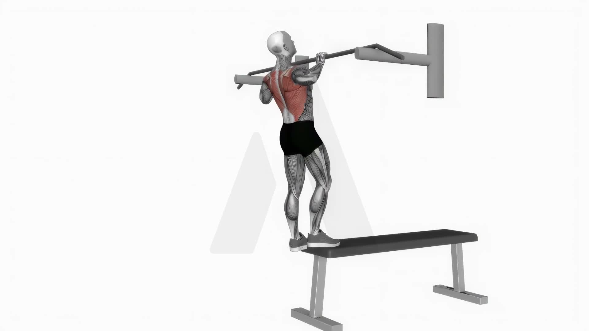 Bench Pull Ups exercise demonstration