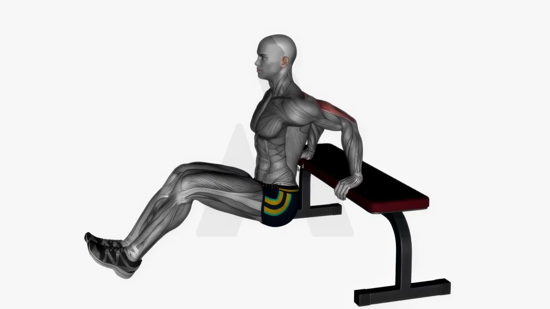 Bench Triceps Dip Leg Curls exercise demonstration