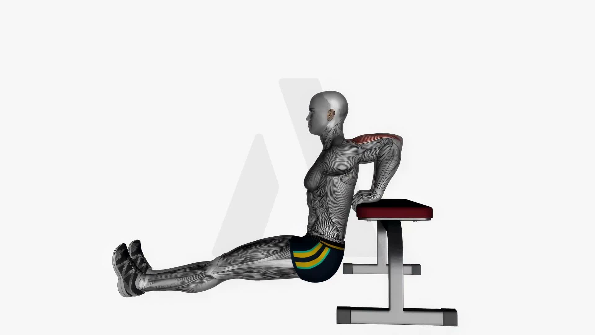 Bench Triceps Dip Straight Legs exercise demonstration