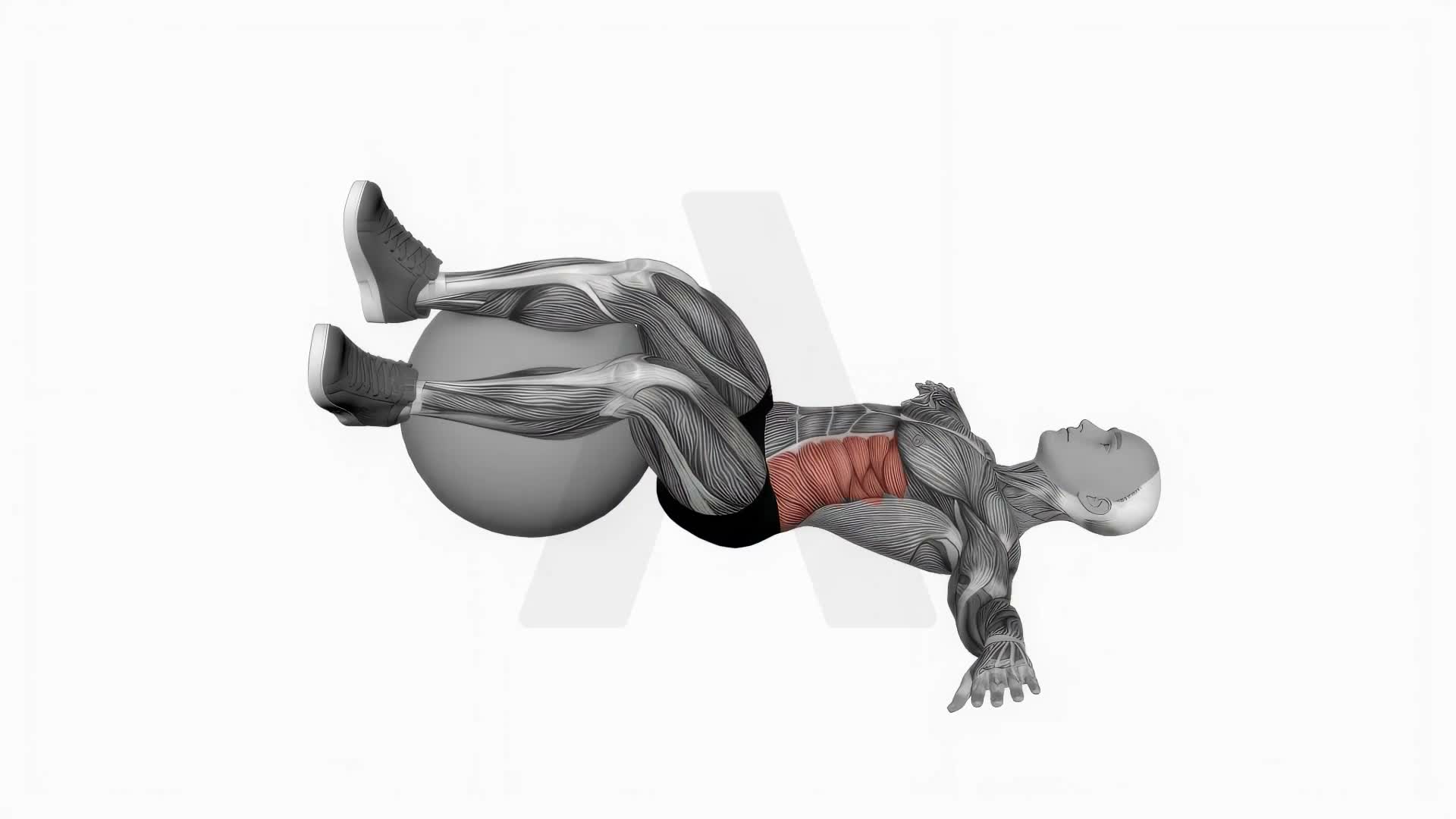 Bent Knee Lying Twist (On Stability Ball) exercise demonstration