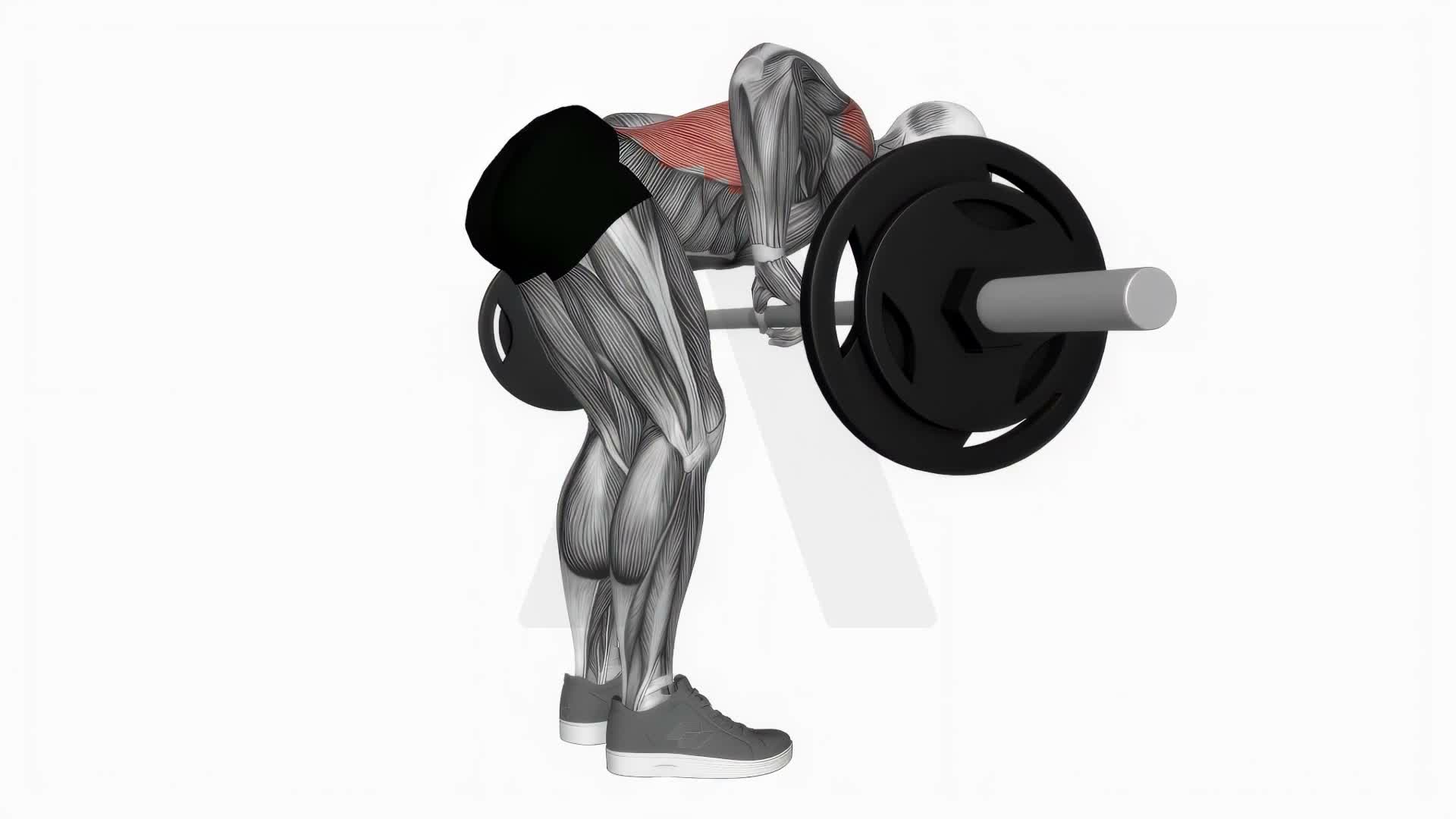Barbell Row exercise demonstration