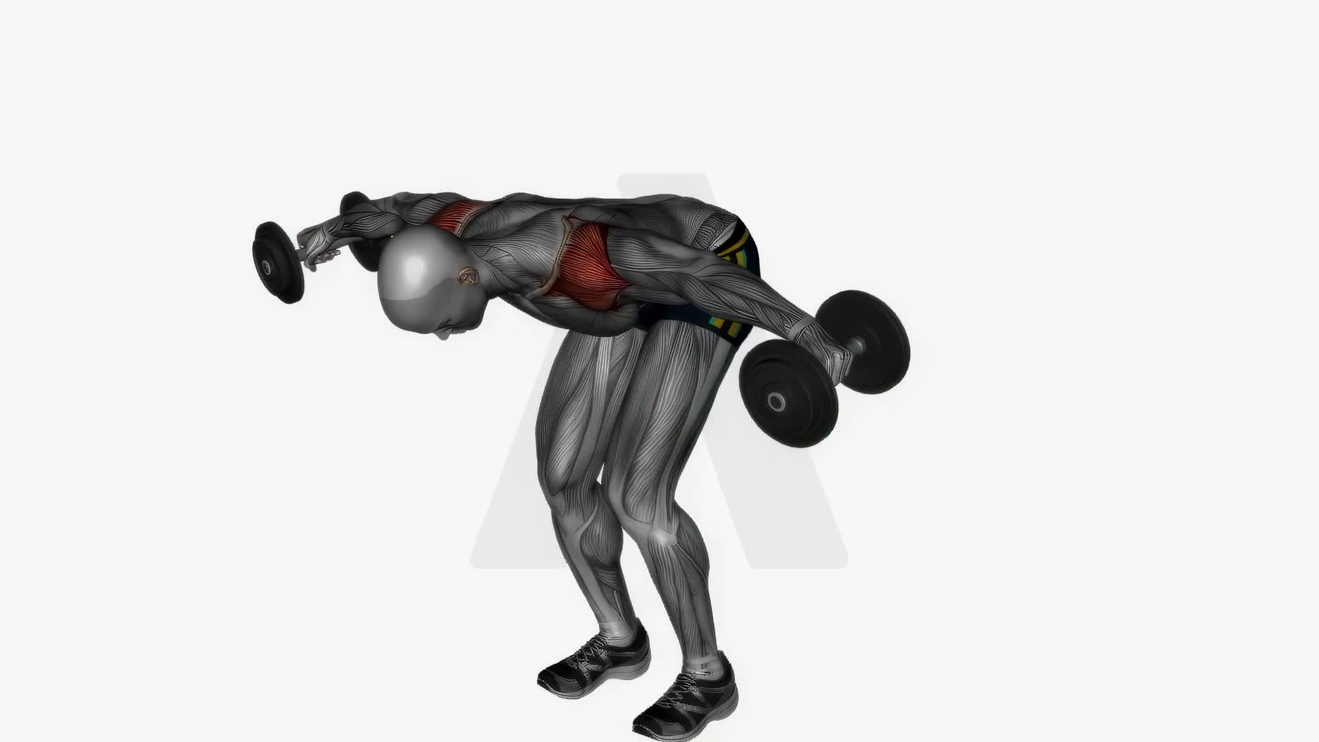 Bent Over Rear Delt Fly Dumbbell exercise demonstration