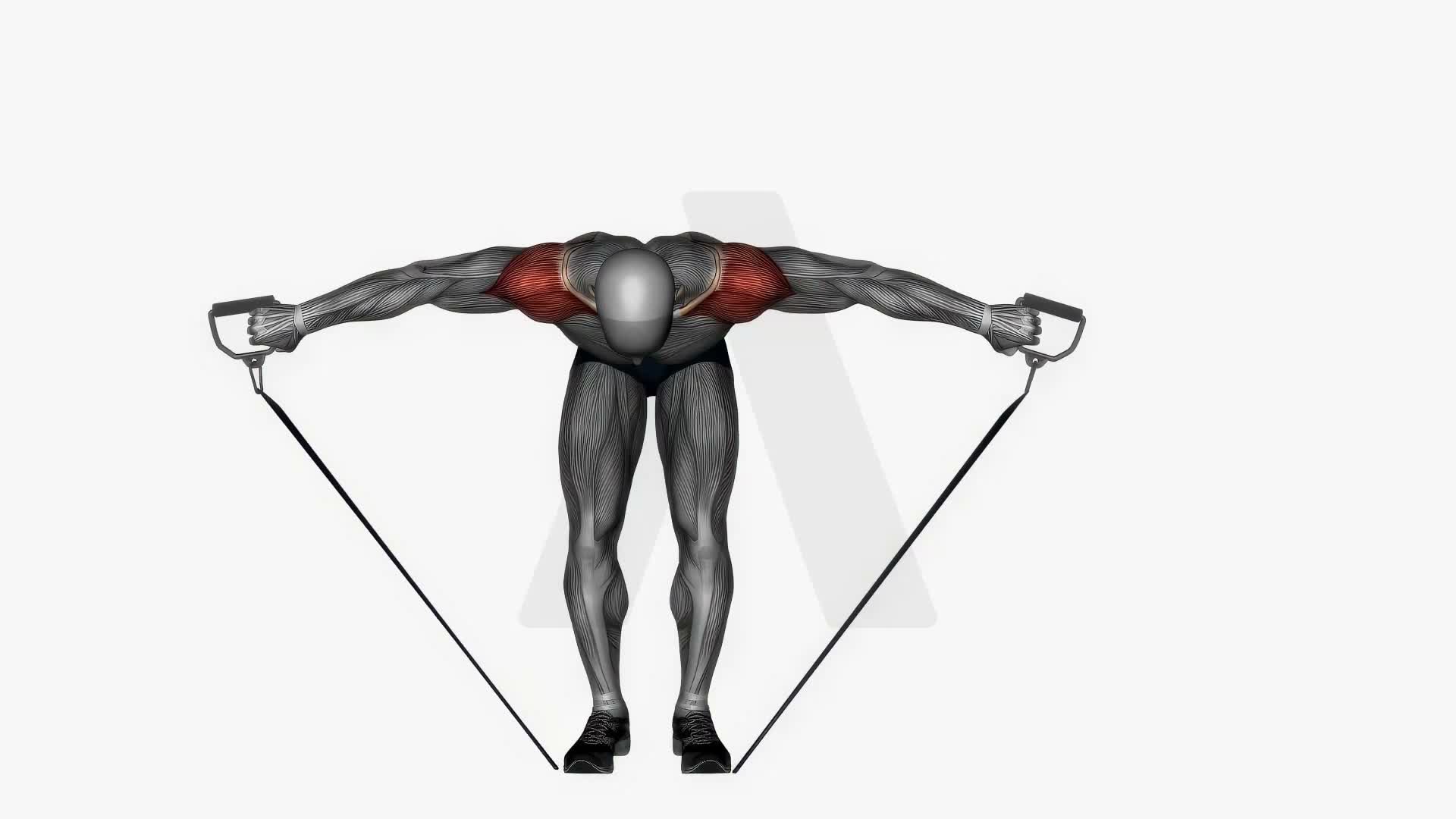 Bent Over Rear Deltoid Fly Resistance Band exercise demonstration