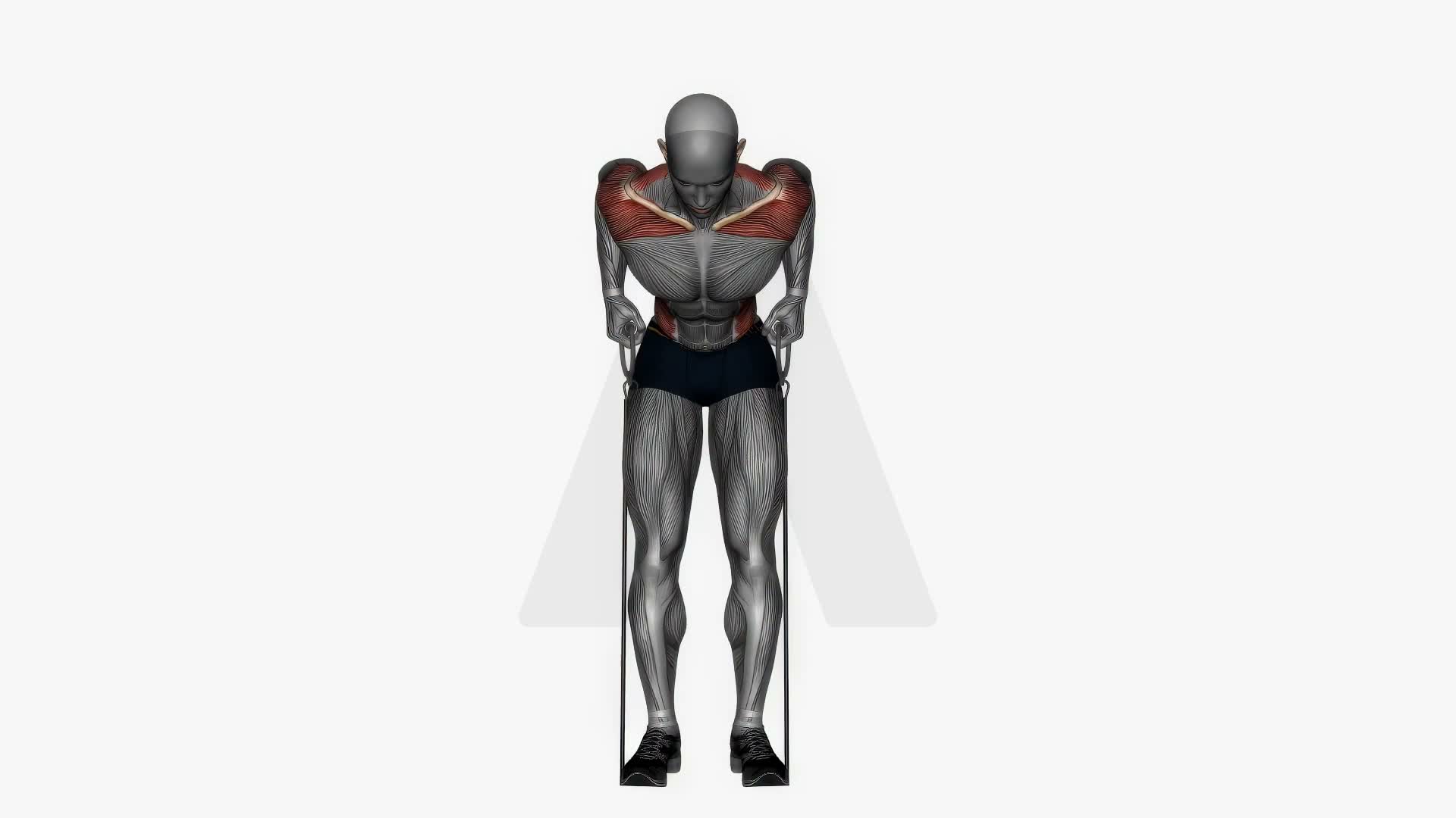 Bent Over Row Resistance Band exercise demonstration