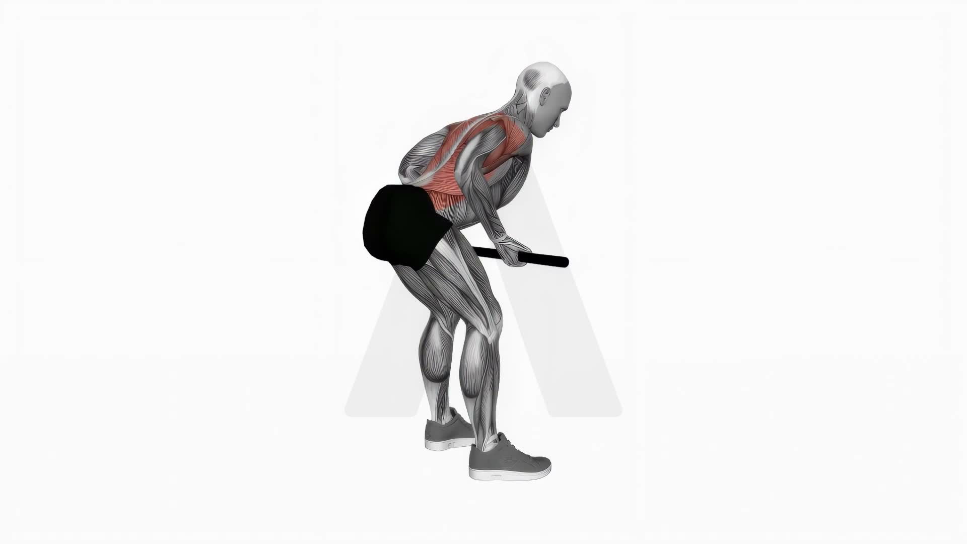 Bent Over Row With Bar exercise demonstration