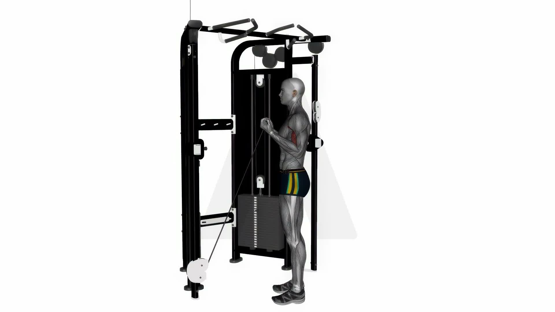 Bicep Curl Low Cable Machine Normal Grip exercise demonstration