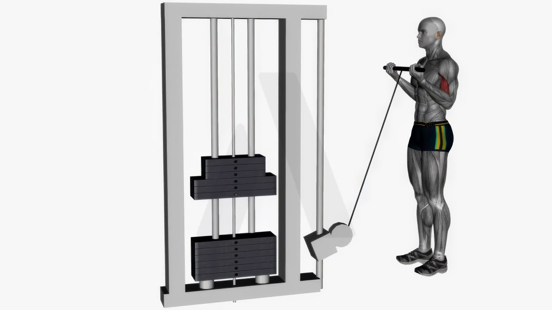 Biceps Curl Cable exercise demonstration