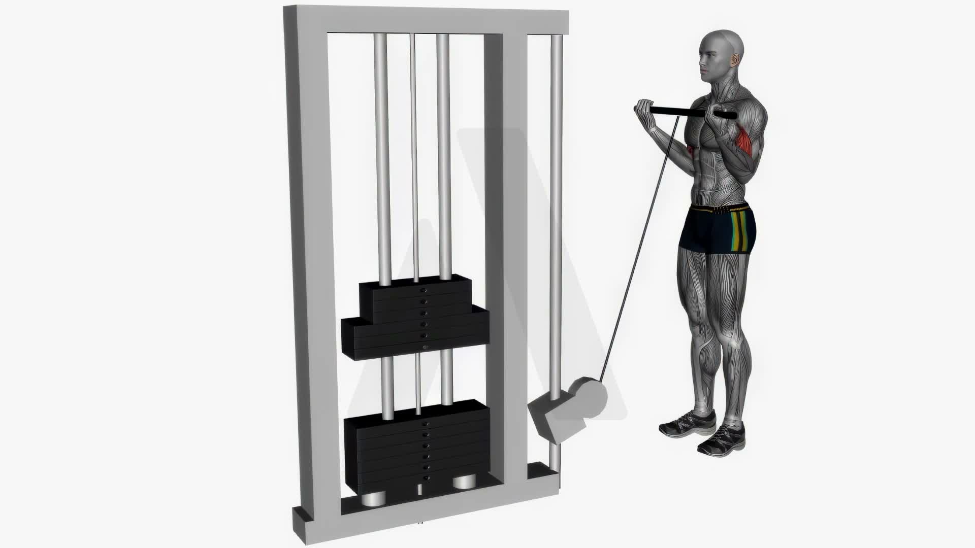Biceps Curl Cable Wide Grip exercise demonstration