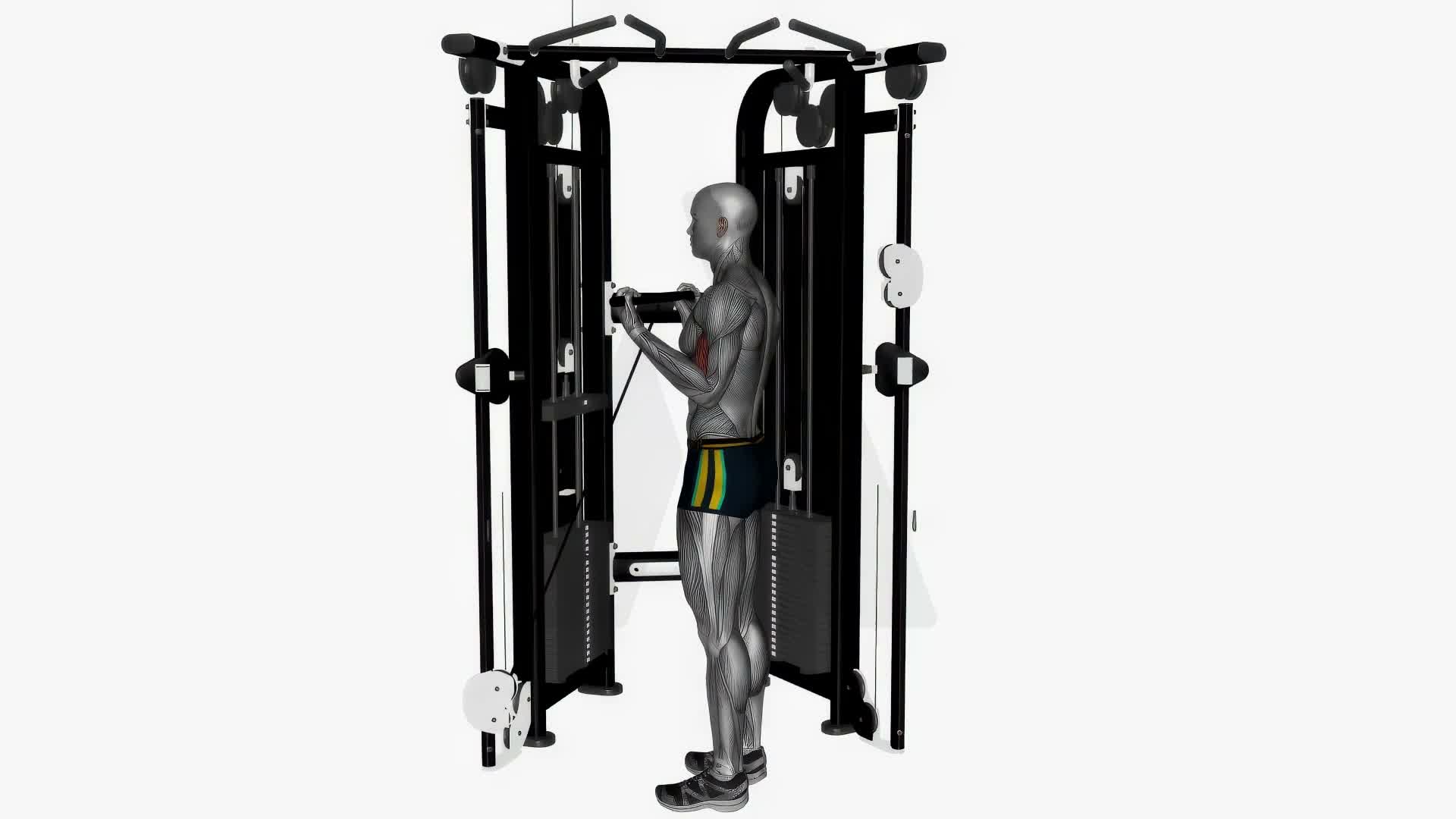 Biceps Curl Cable Wide Grip Crossover Machine exercise demonstration