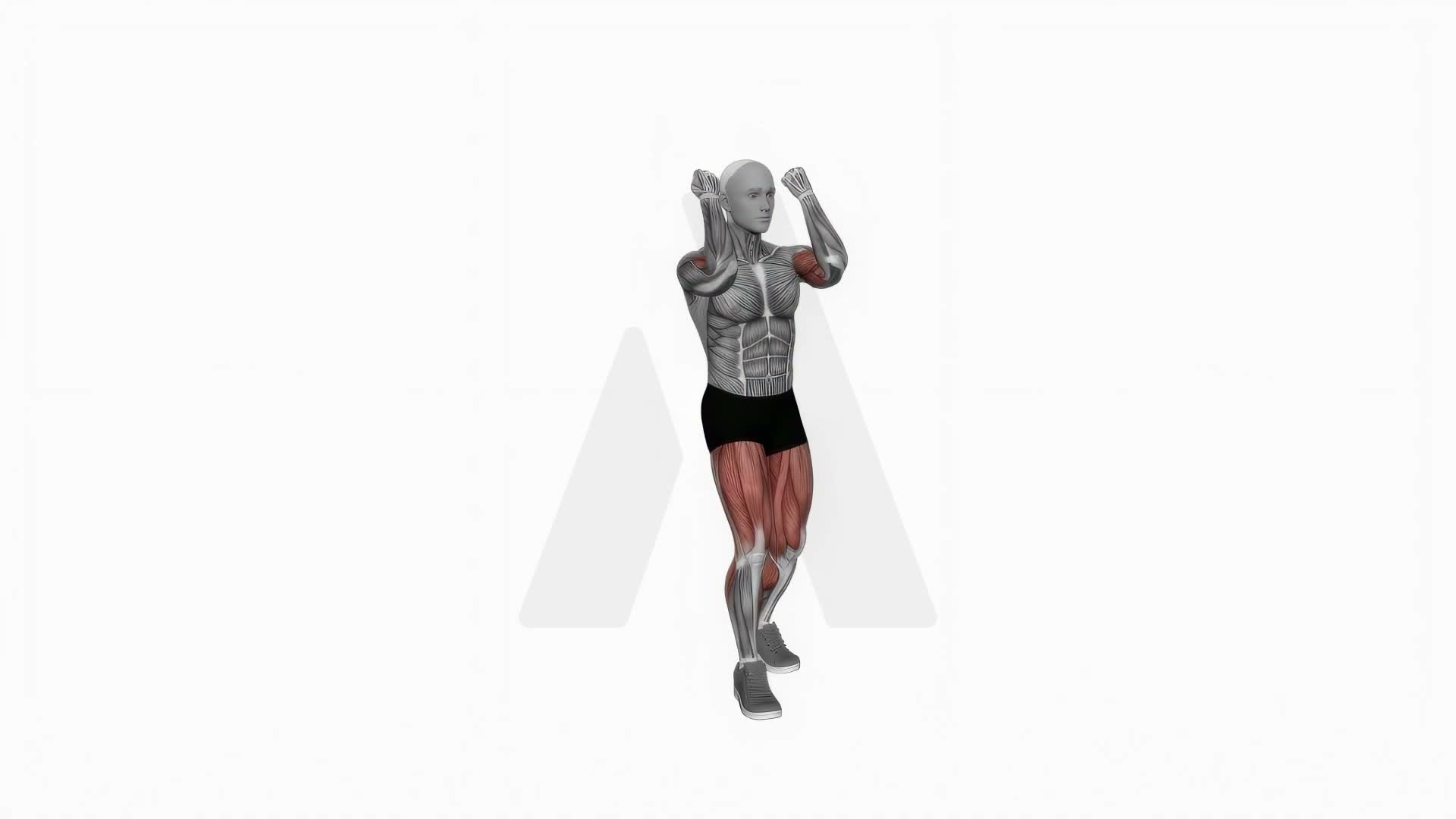Biceps Curl Front Step exercise demonstration