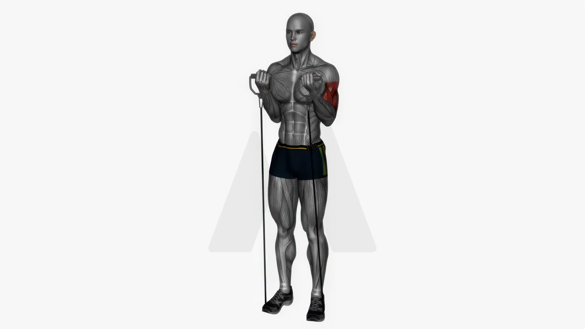 Biceps Curl Resistance Band exercise demonstration