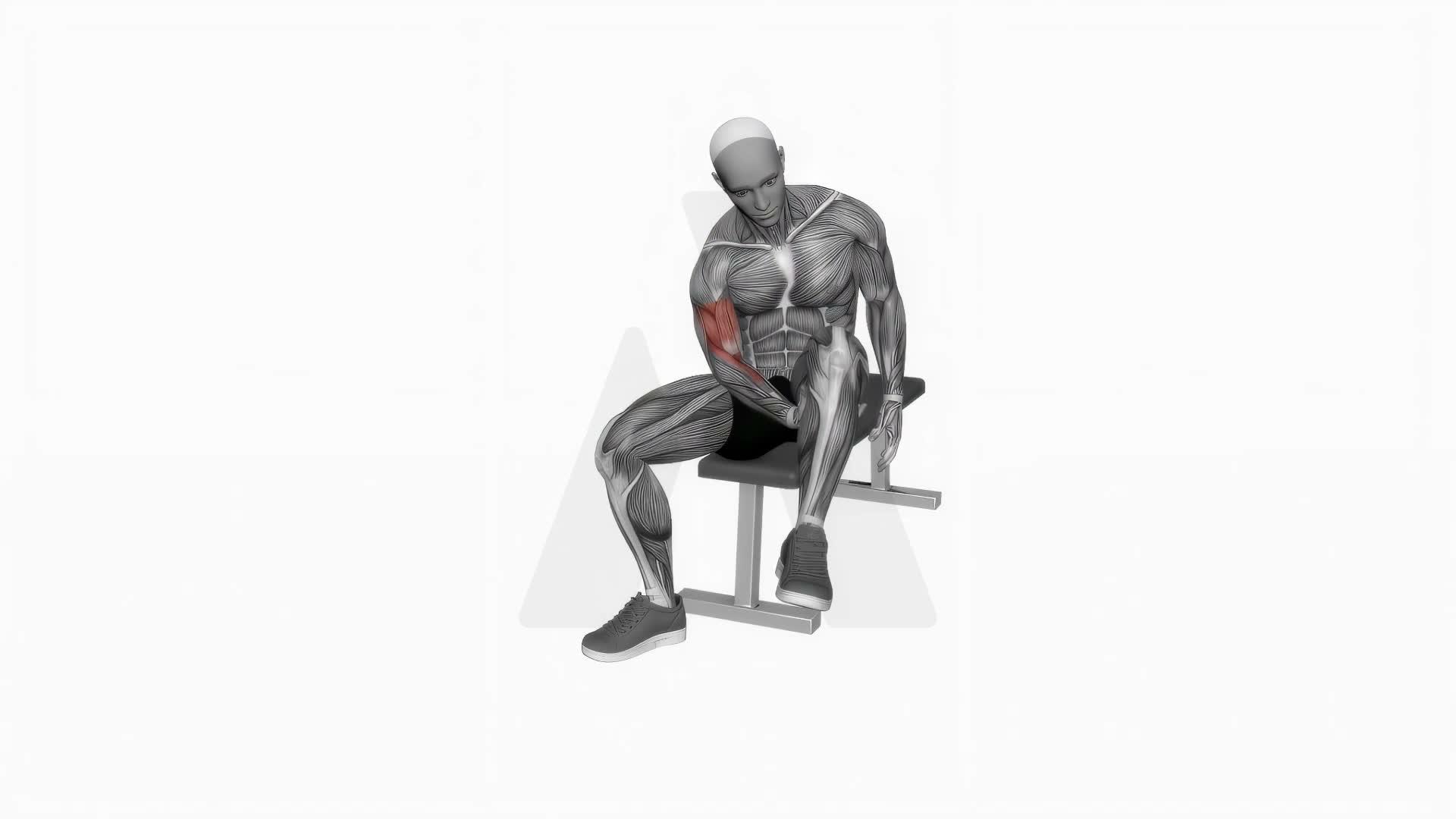 Biceps Leg Concentration Curl exercise demonstration