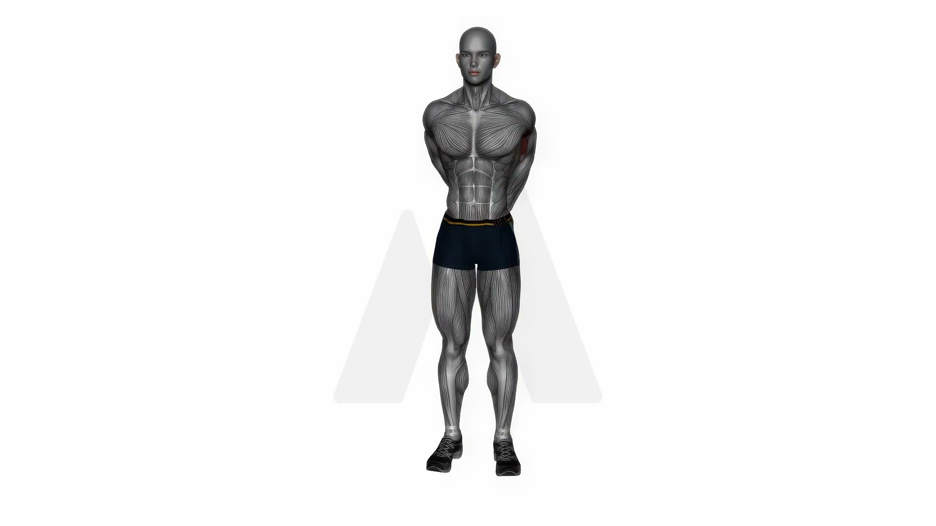 Biceps Stretch Behind The Back exercise demonstration