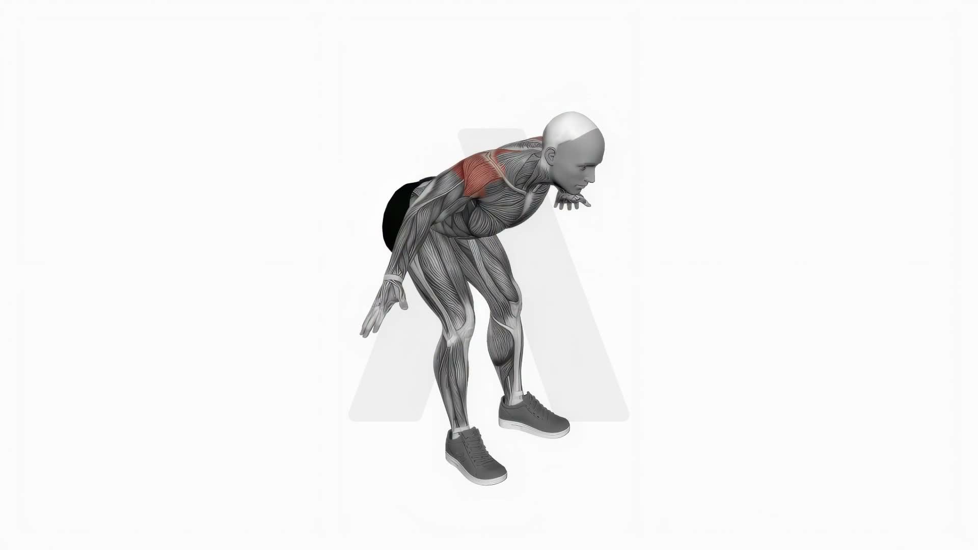 Bodyweight Bent Over Rear Delt Fly exercise demonstration
