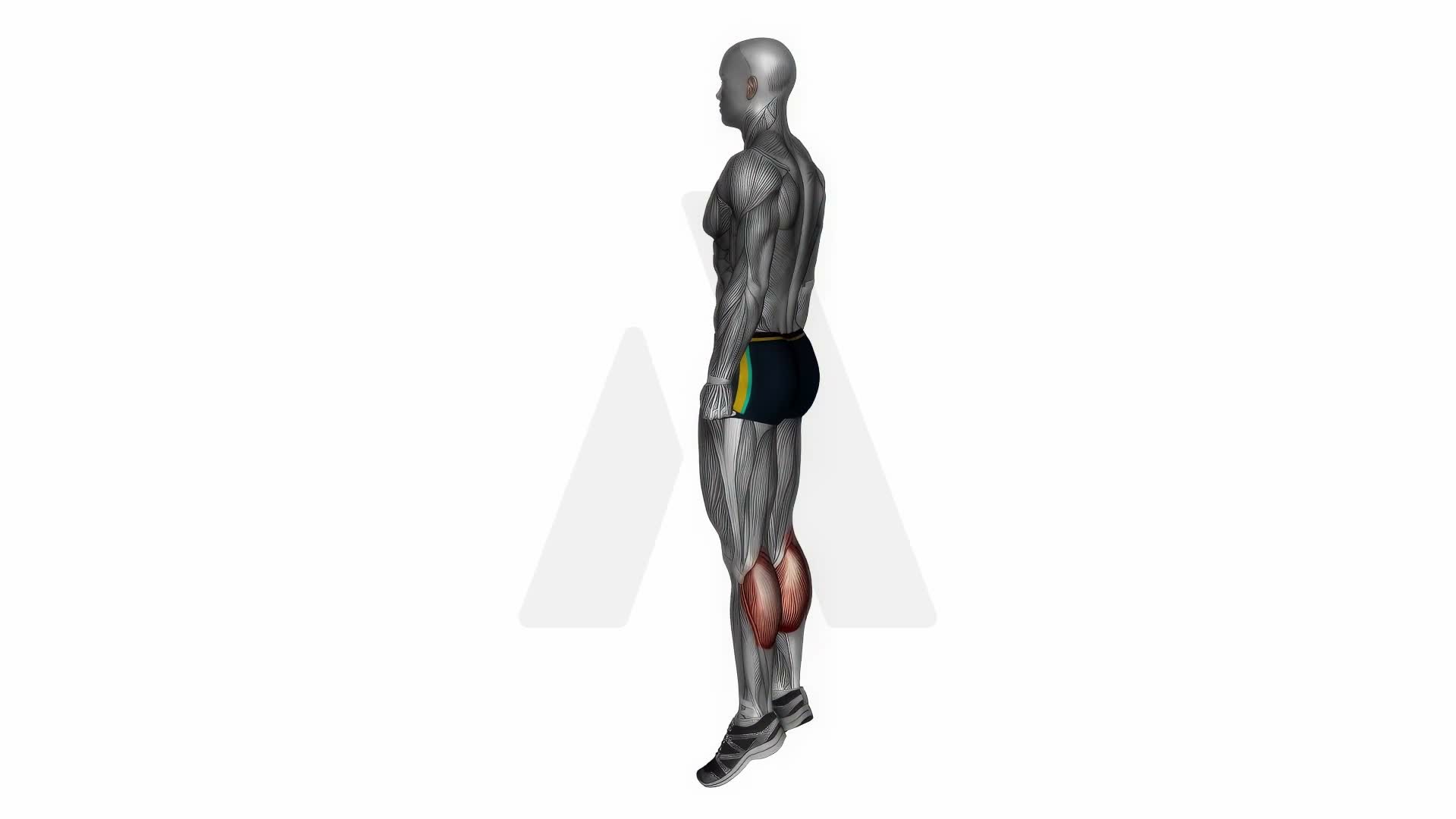 Bodyweight Calf Raises exercise demonstration