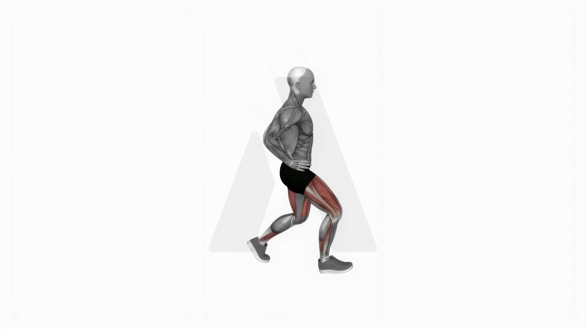 Forward Lunge exercise demonstration