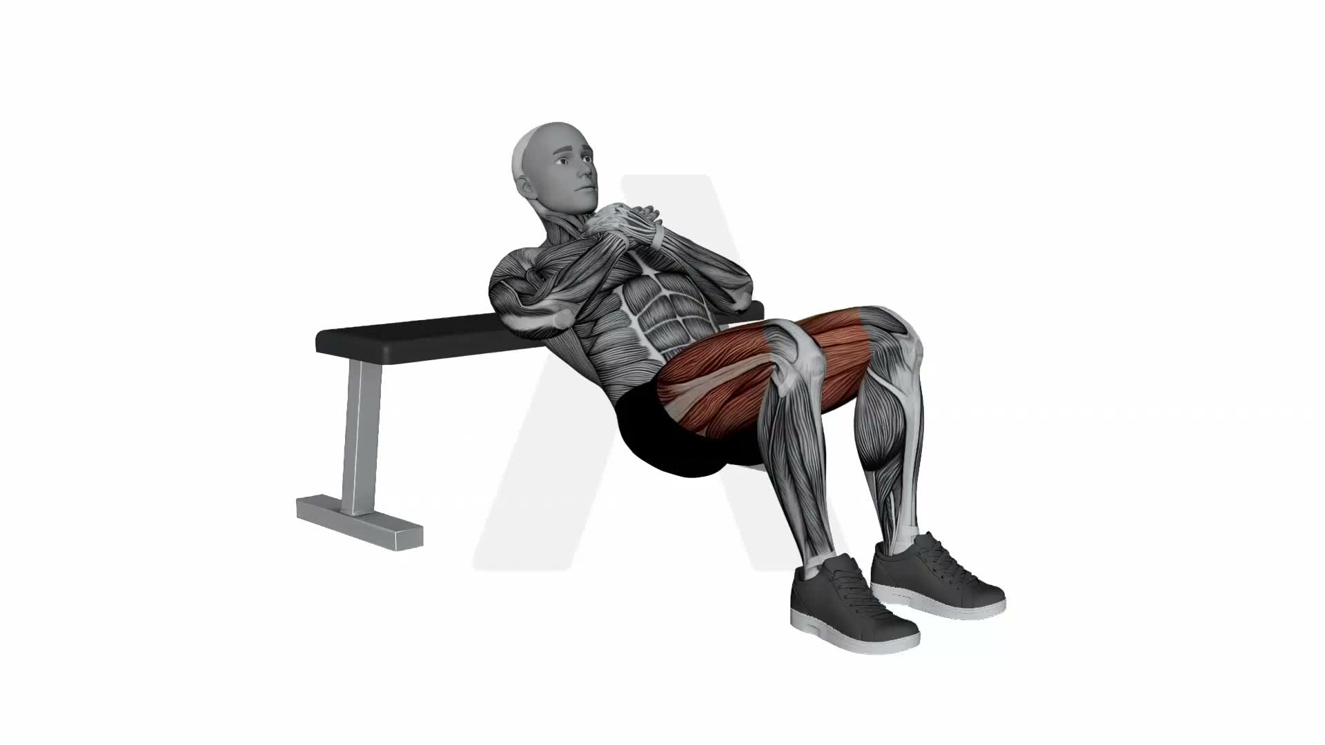 Bodyweight Hip Thrust exercise demonstration