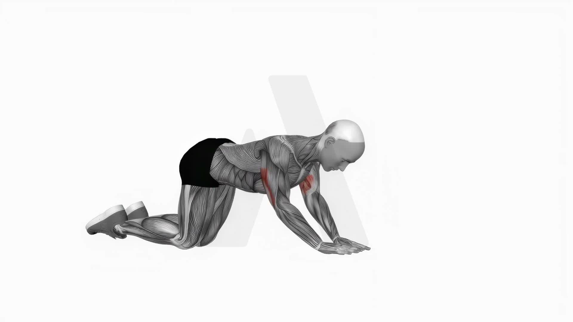 Bodyweight Kneeling Triceps Extension exercise demonstration