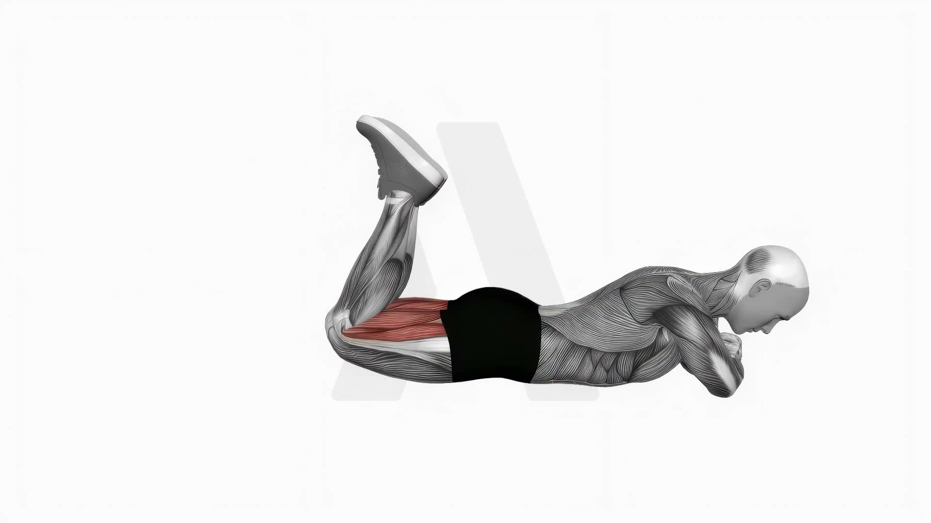 Bodyweight Lying Leg Curl exercise demonstration