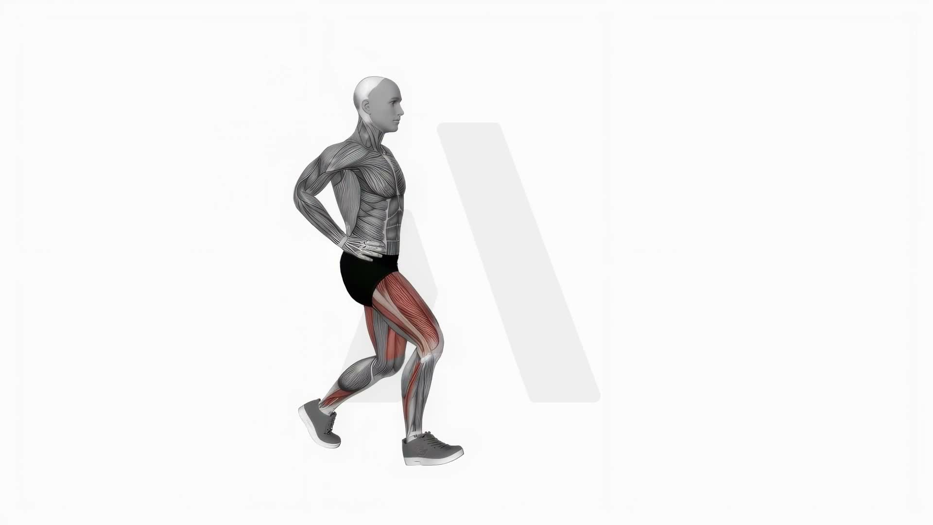 Bodyweight Pulse Forward Lunge exercise demonstration